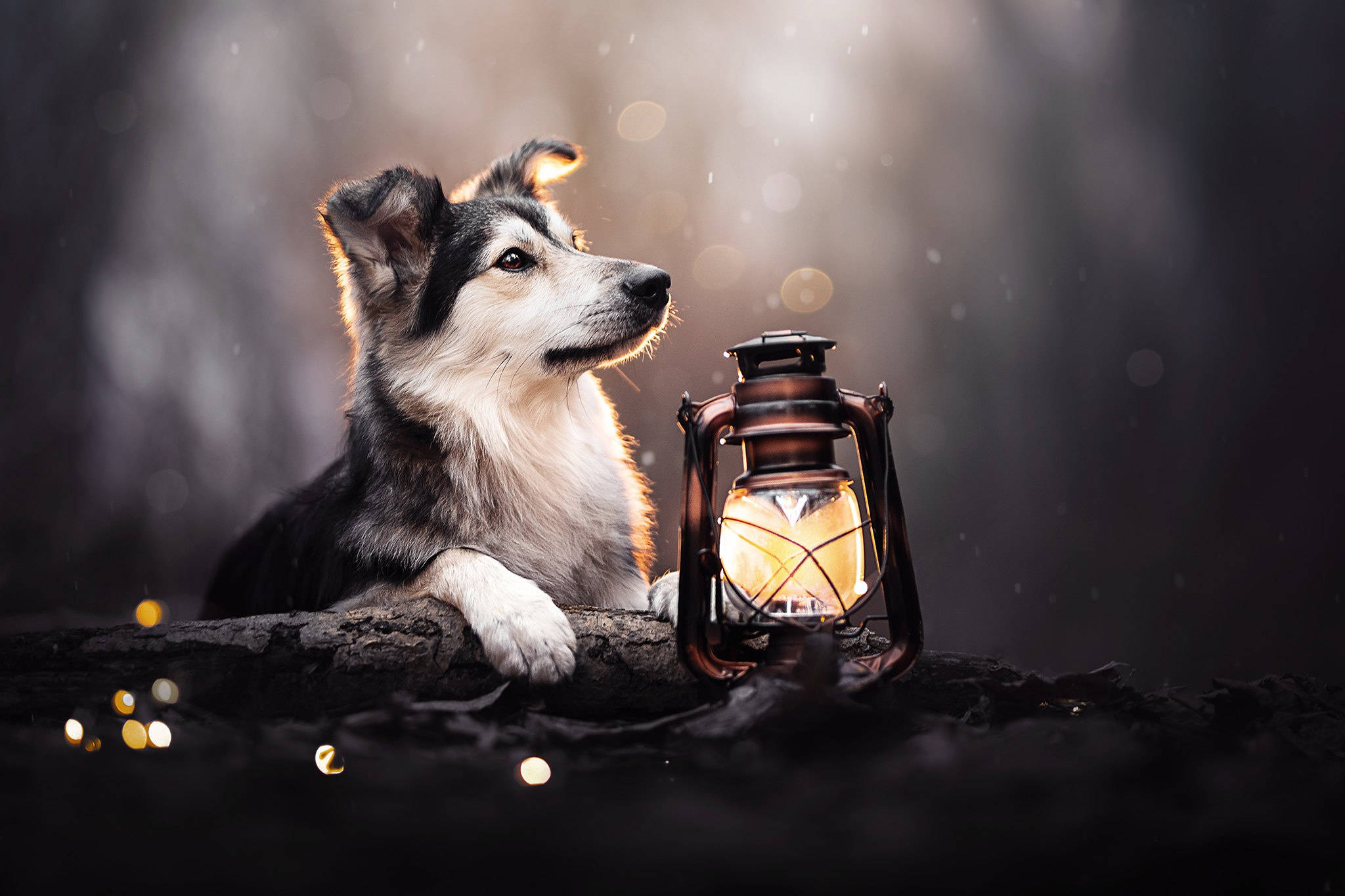 森林裡提著燈籠的可愛幼犬 壁紙 — 一隻毛茸茸的黑白狗在黃昏時分的霧氣森林中，在一根圓木上發光的燈籠旁休息。