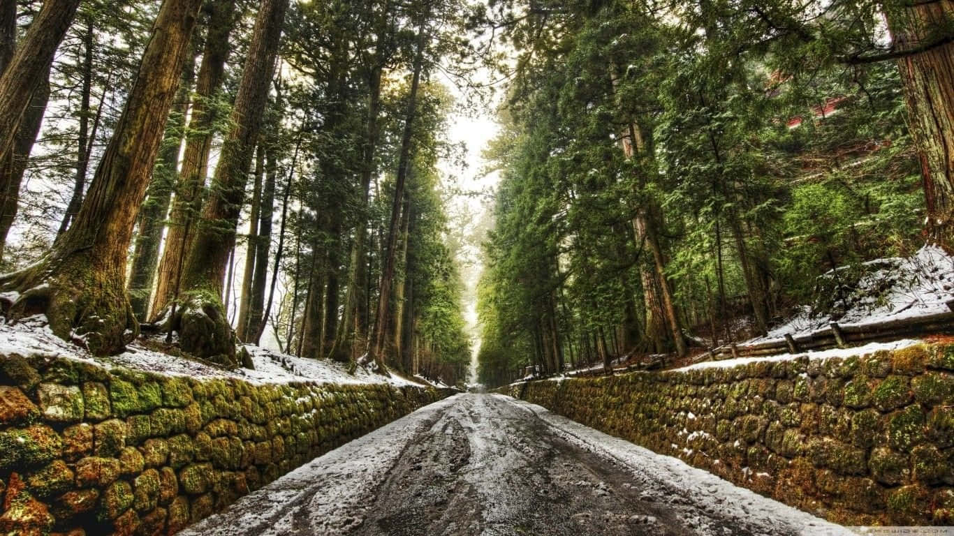 雪地森林道路，有長滿苔蘚的石牆和高大的常青樹。