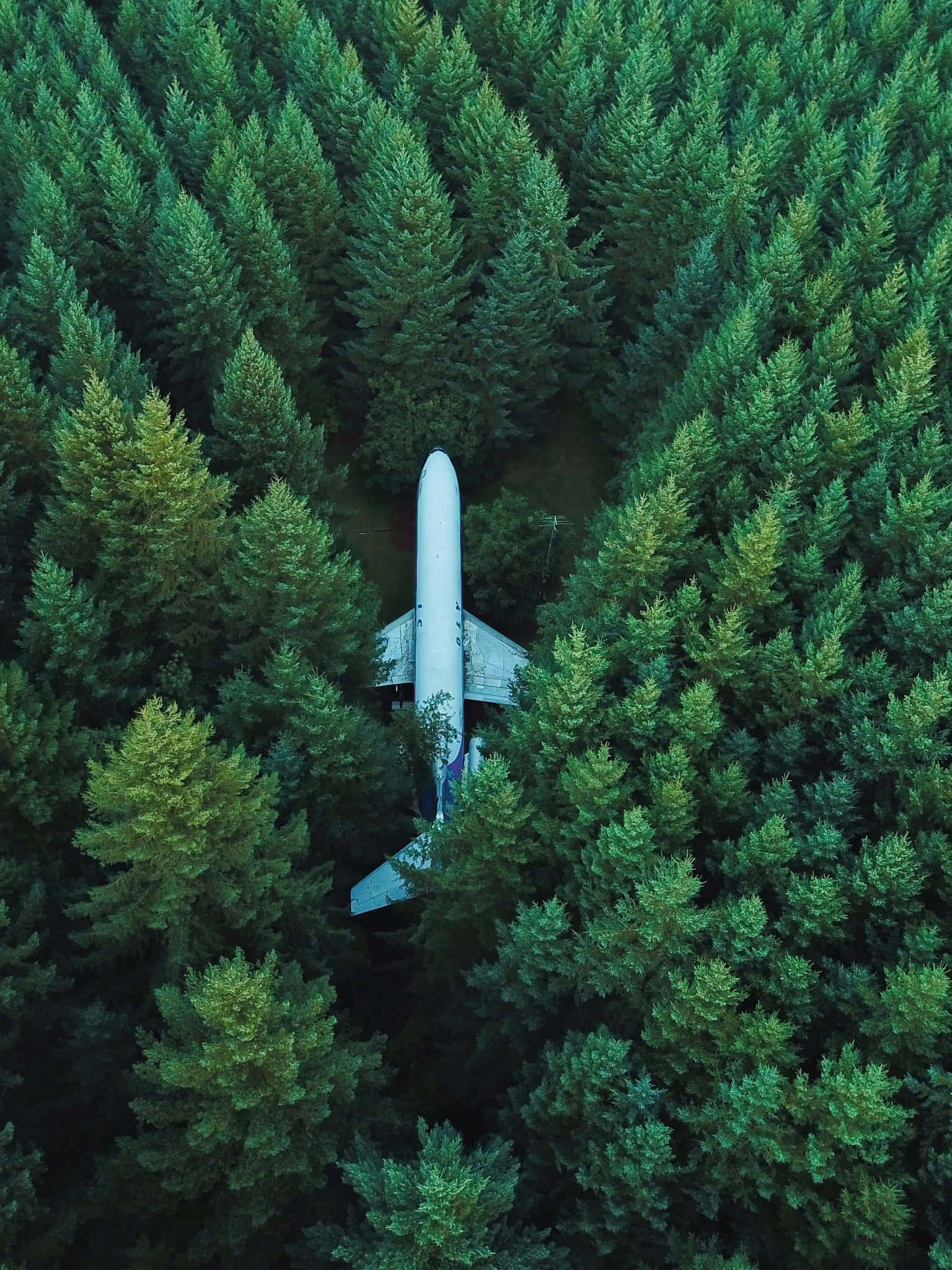 森林飛機畫作背景 壁紙 — 一架白色飛機垂直停放在茂密的綠色松樹之間，從上方俯瞰。