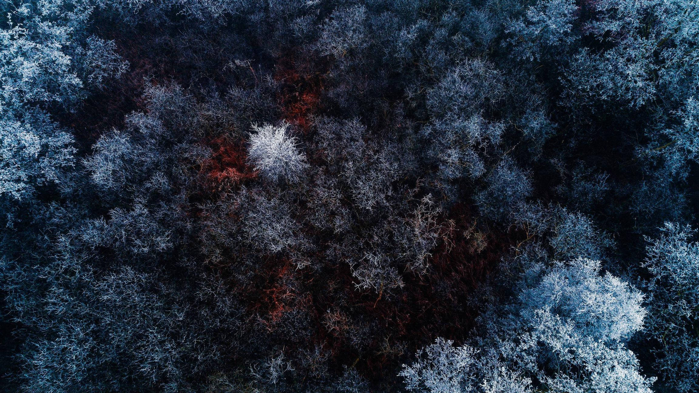 森林鳥瞰風景桌面 4K 壁紙 — 冬季森林中覆蓋霜凍的樹木鳥瞰圖，帶有醒目的紅色樹葉點綴。