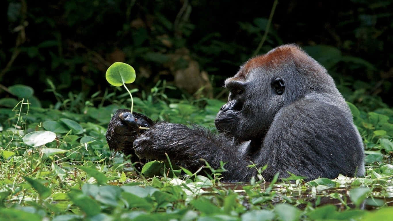 棲息地中的 gorilla 近距離特寫 壁紙 — 一隻銀背大猩猩平靜地坐在茂密的綠葉中，手指間夾著一片小葉子。
