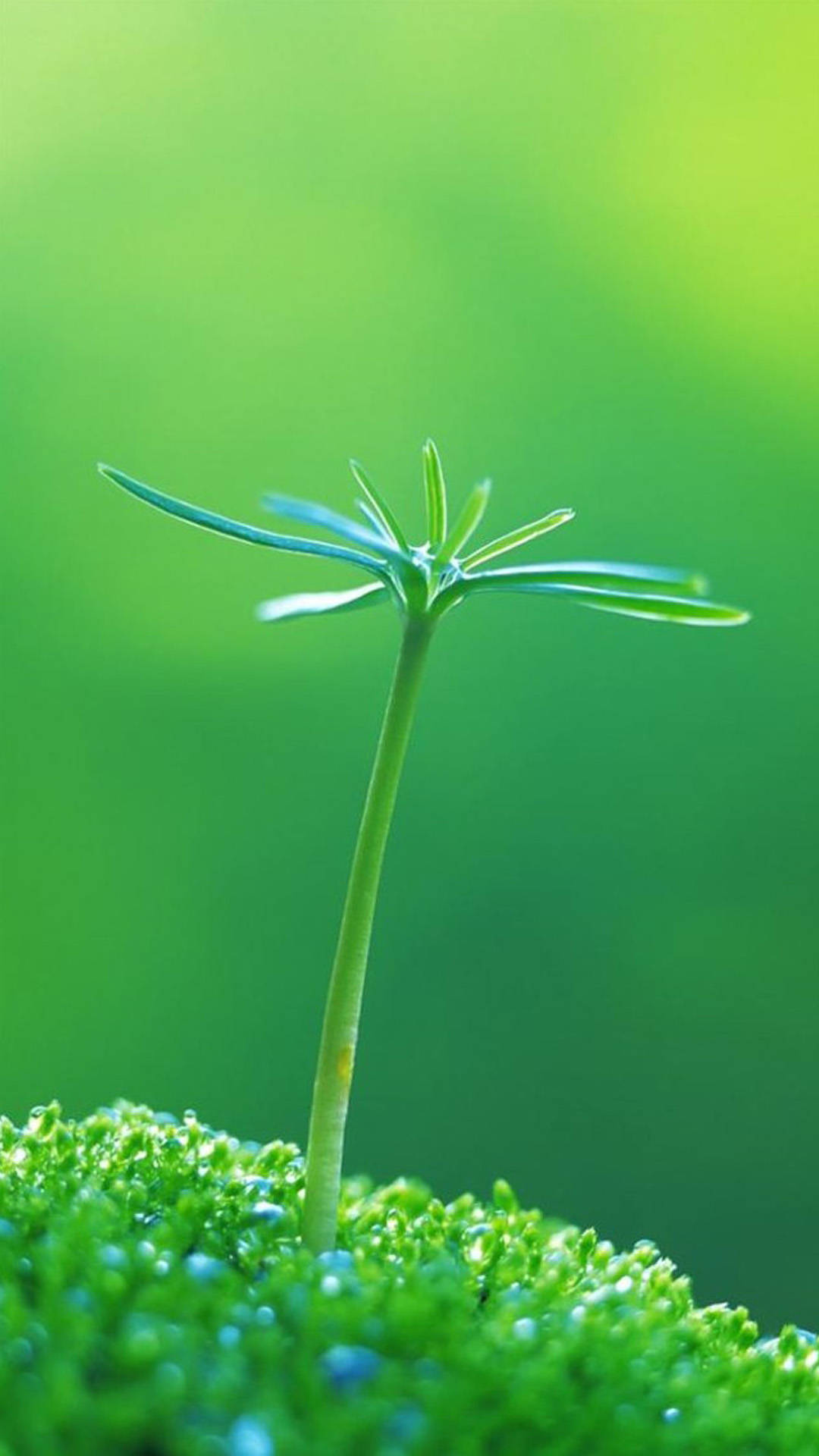 一棵幼小的植物嫩芽穿過茂密的綠色苔蘚。
