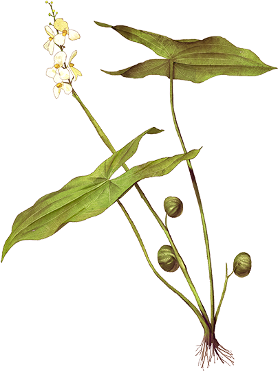 植物植物學插畫 壁紙 — 一株帶有綠色箭頭形葉子和白色花朵的纖細植物，在純黑背景下綻放。