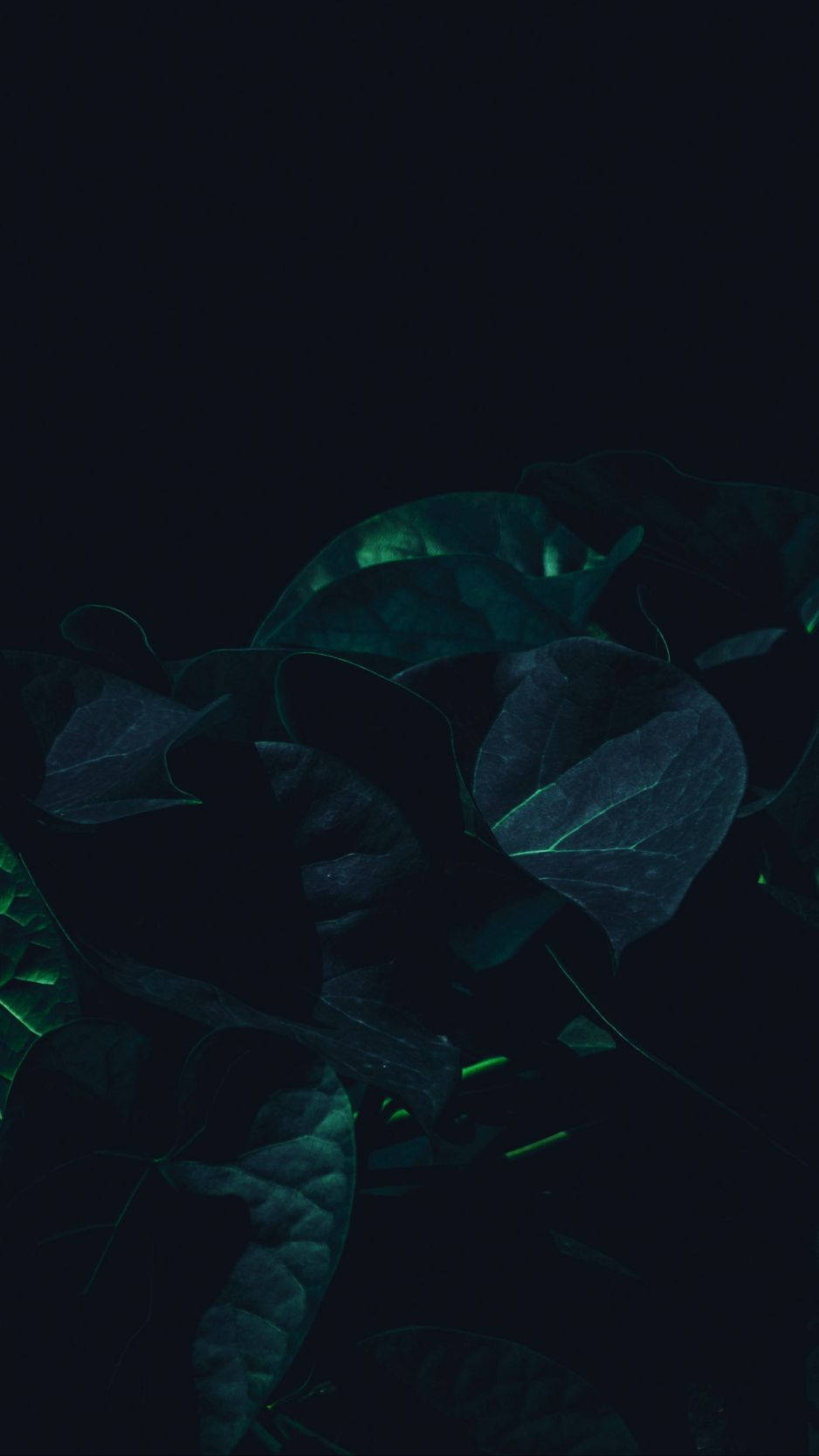 發光的藍綠色葉子在黑色背景上呈現剪影。