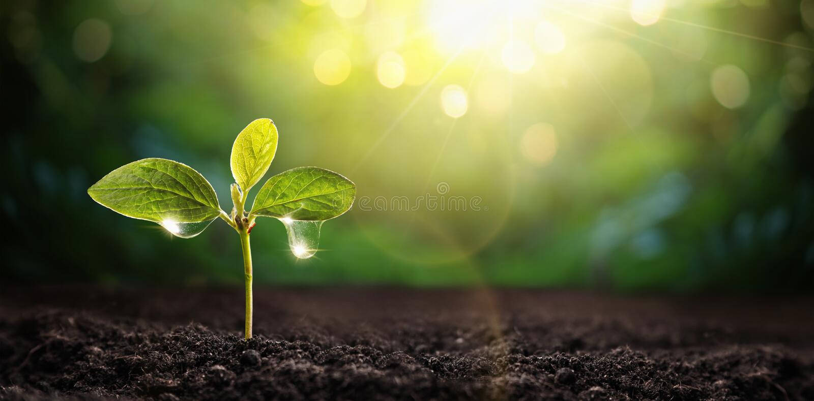 一棵幼嫩的植物芽苗帶著水滴，在森林土壤上的陽光中閃耀。