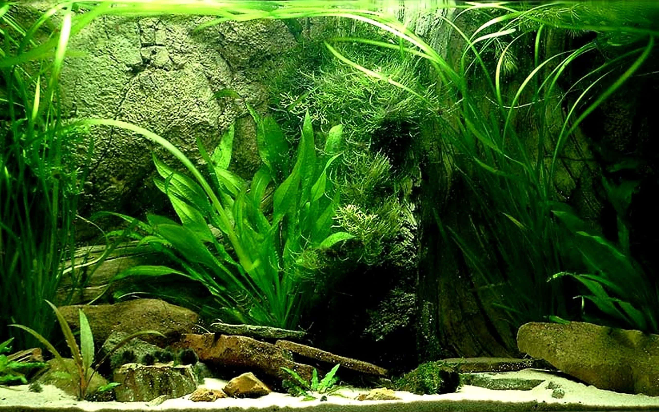 植物與岩石水族箱背景 壁紙 — 茂密的綠色水生植物和苔蘚在陽光照射的水族箱中，圍繞岩石和浮木密集生長。