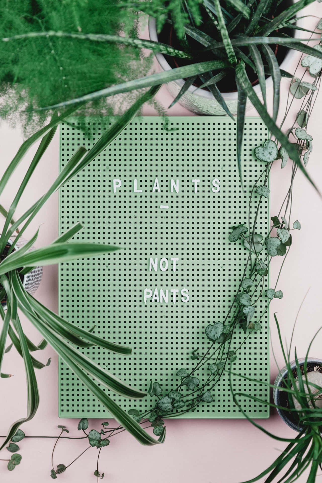 綠色植物圍繞著一塊帶孔的板，板上寫有 plants not pants 文字，背景為粉紅色。