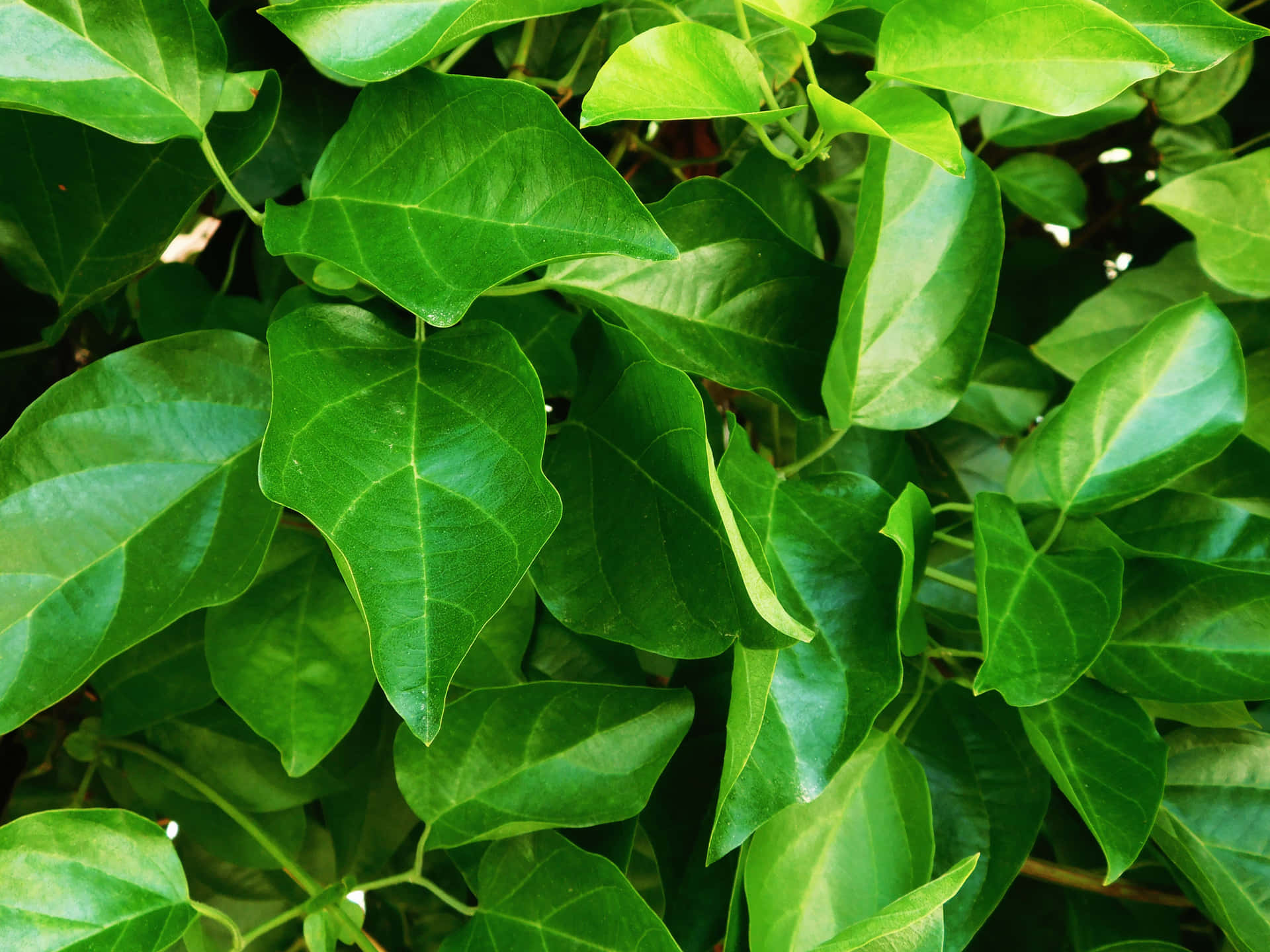茂盛綠色葉子的特寫，葉脈清晰可見，帶有自然陰影