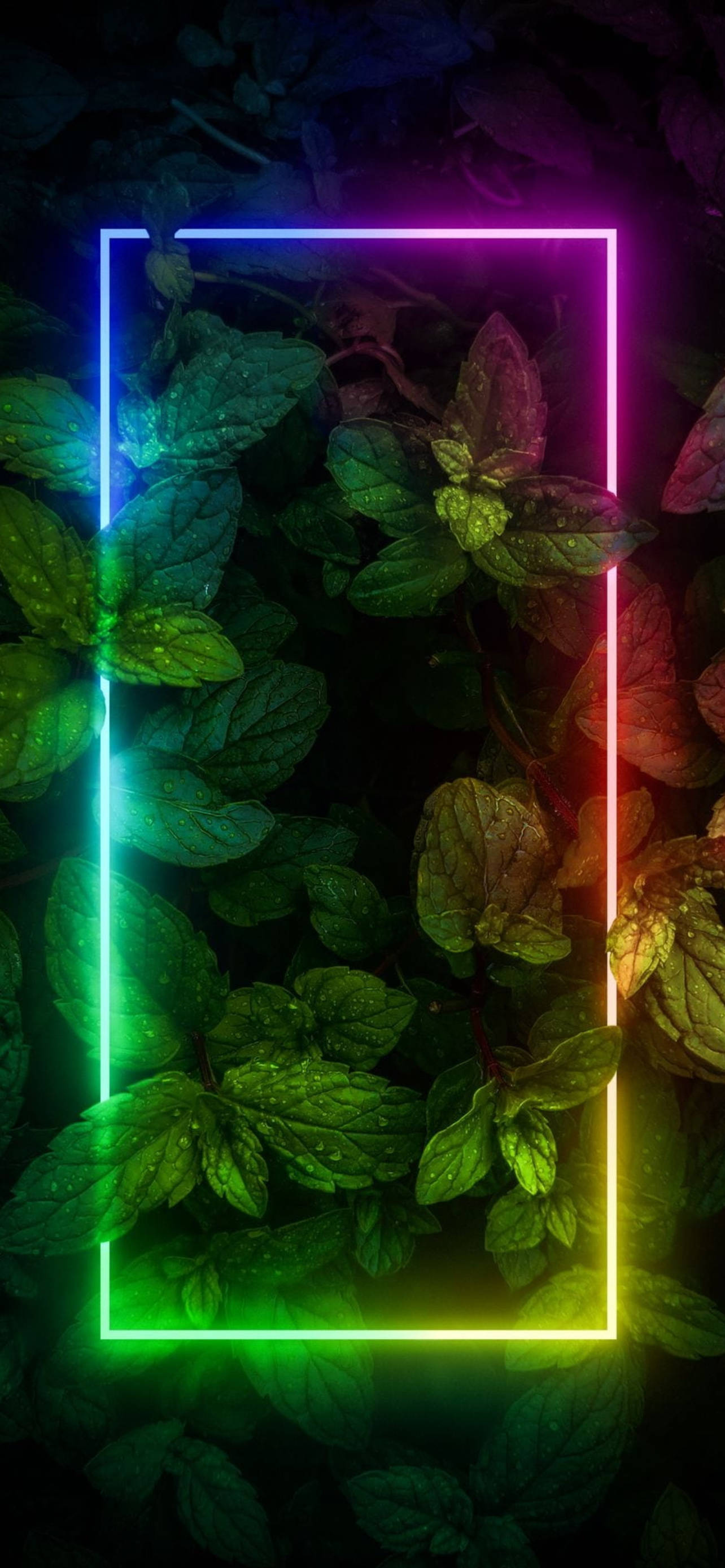 植物邊框霓虹風格iPhone背景 壁紙 — 鮮豔的霓虹矩形以彩虹色調發光，框住深色背景上茂密的綠色樹葉。