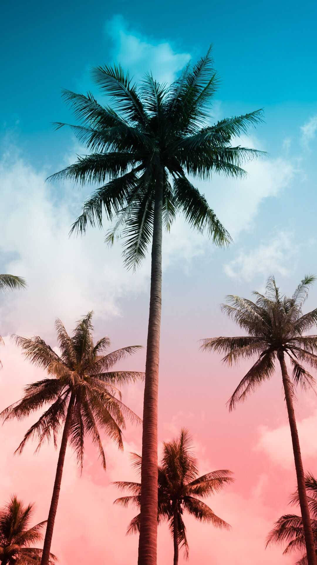高大的棕櫚樹映襯著粉紅色和藍色的日落天空，散落著雲朵。