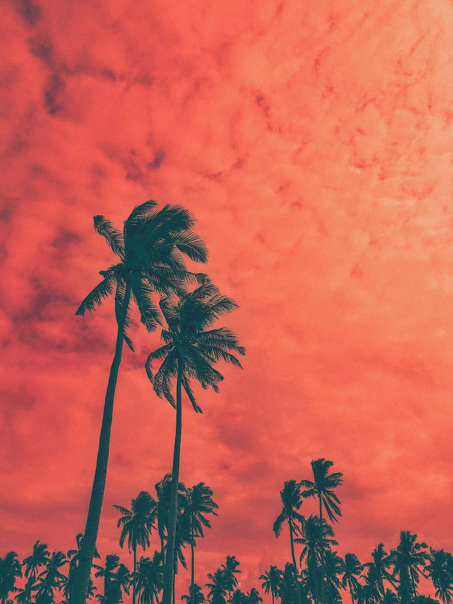 椰子樹剪影橫跨橙紅天空 壁紙 — 棕櫚樹的剪影在日落時分於火紅的珊瑚色天空中搖曳。