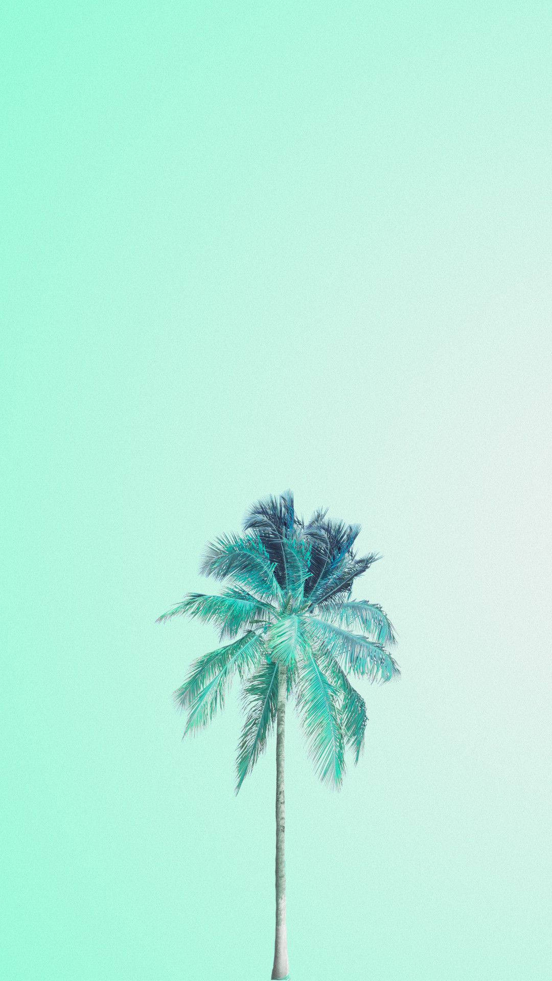 椰子淡綠色背景壁紙 壁紙 — 一棵棕櫚樹在薄荷綠漸變的天空下高高聳立，呈現極簡熱帶場景。