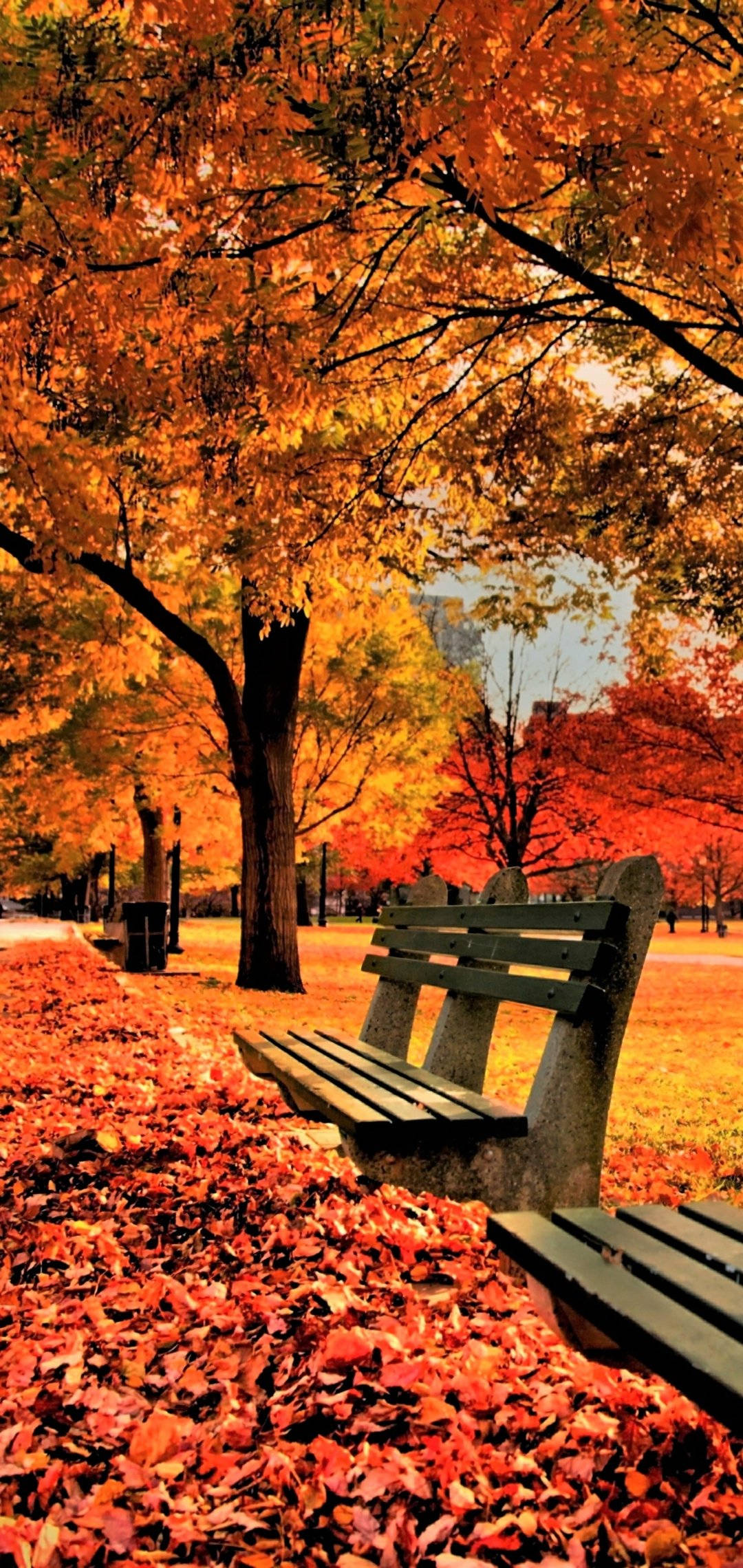 楓樹秋日 iPhone 壁紙 — 一張木製長椅位於公園中，上方是火紅橙紅的秋葉樹冠，沐浴在溫暖的金色陽光下。