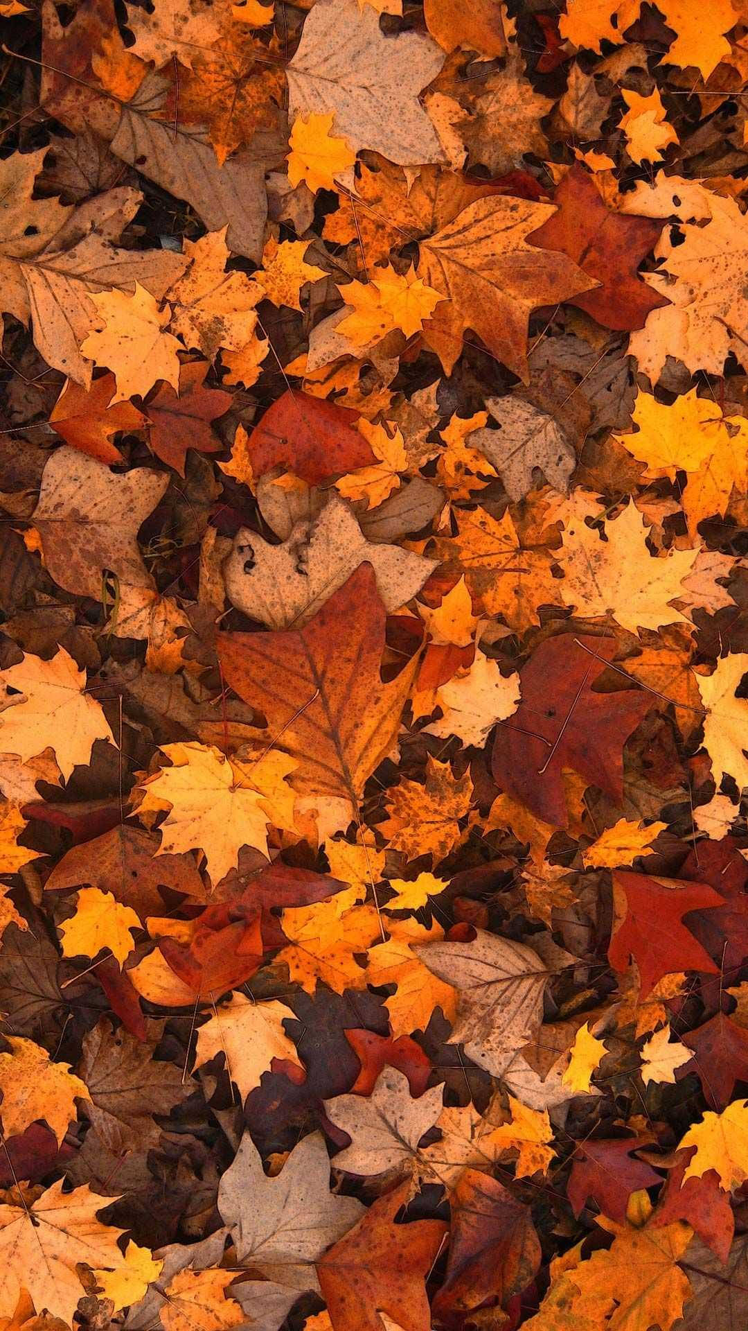 楓葉堆疊秋日 iPhone 壁紙 — 一片密密麻麻的落葉楓葉，以火紅的橙、紅和金黃色調，覆蓋了森林地面。