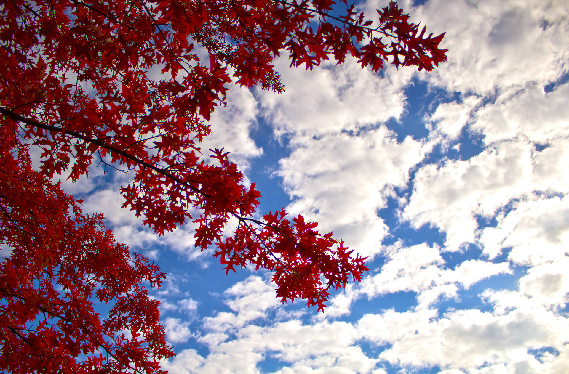 紅色楓樹枝條框住帶有白雲的藍天。