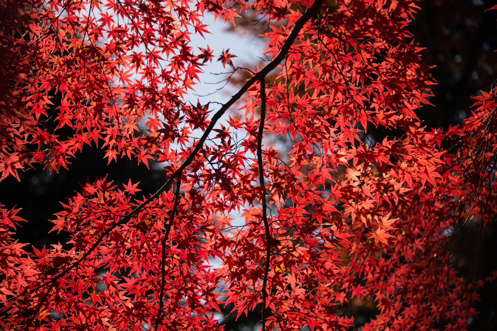 明亮的紅色楓葉，背景是藍天和深色樹枝。