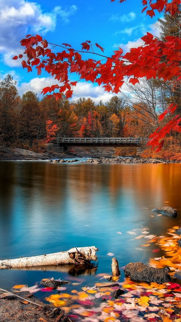 秋日河流景色，有紅色楓葉和木橋，天空湛藍。