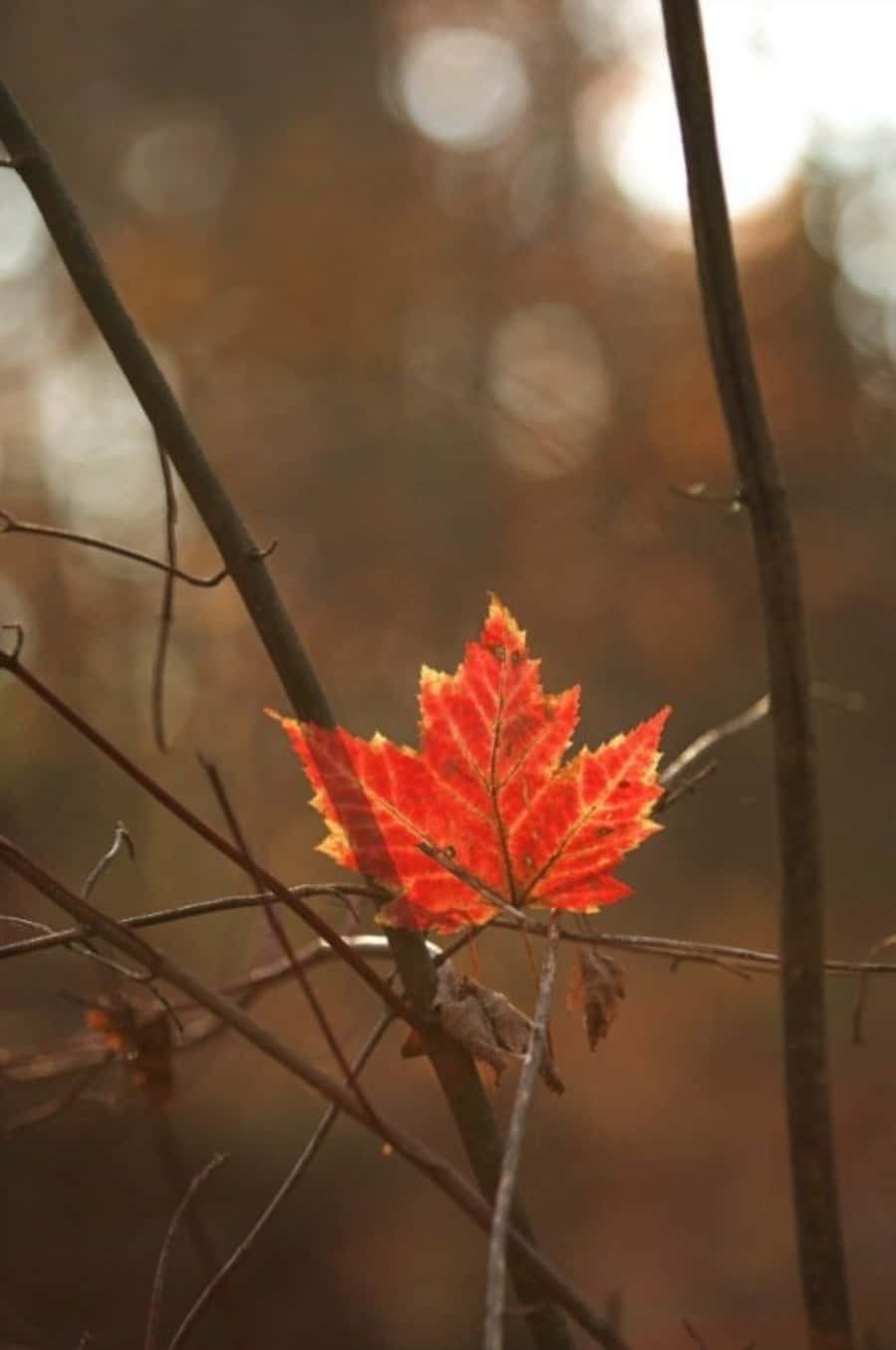 楓葉秋日之美 壁紙 — 一片鮮紅的楓葉在柔和模糊的秋日森林背景下閃耀。