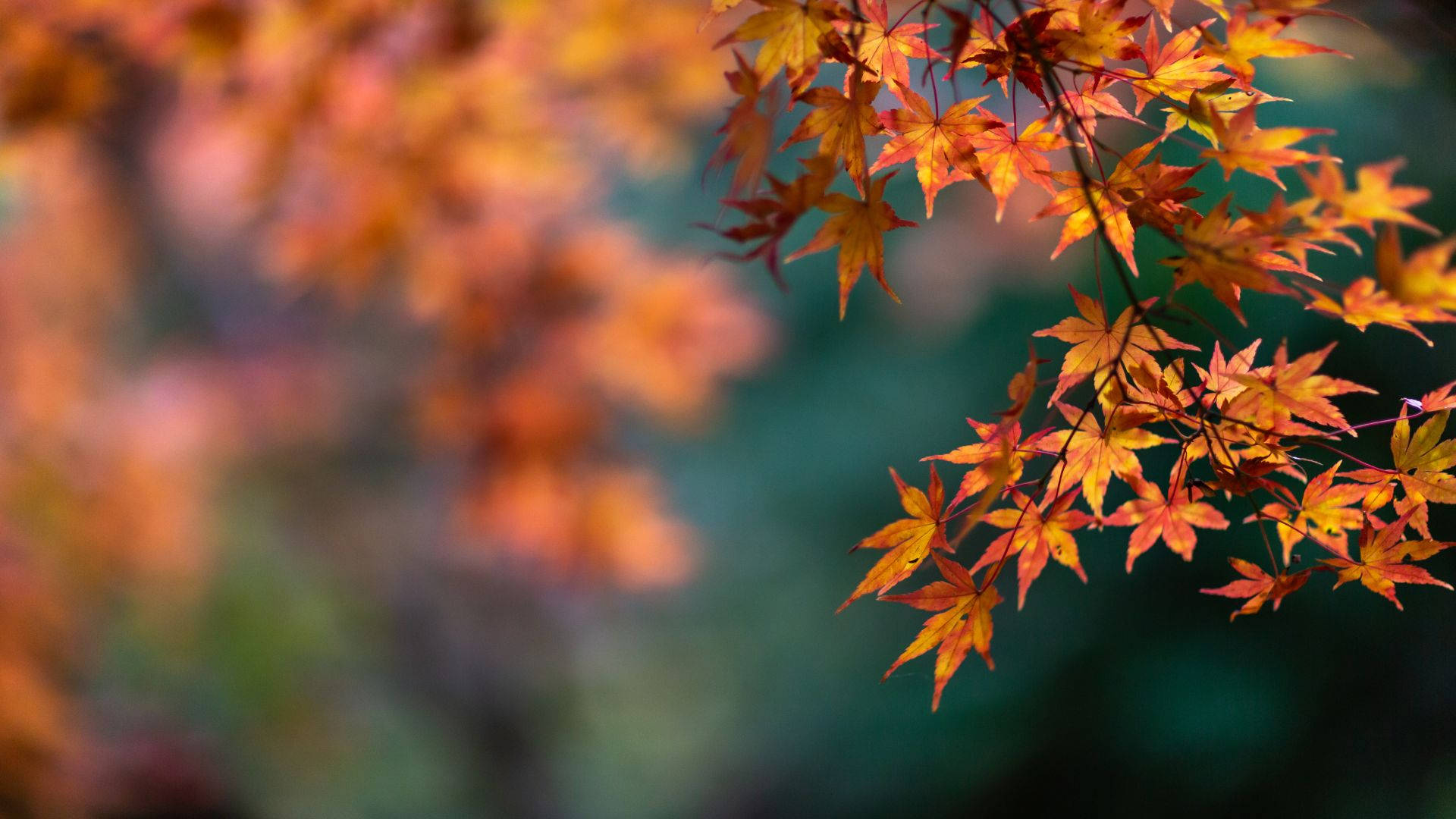 秋季楓葉特寫，呈現溫暖的橙色和紅色色調。