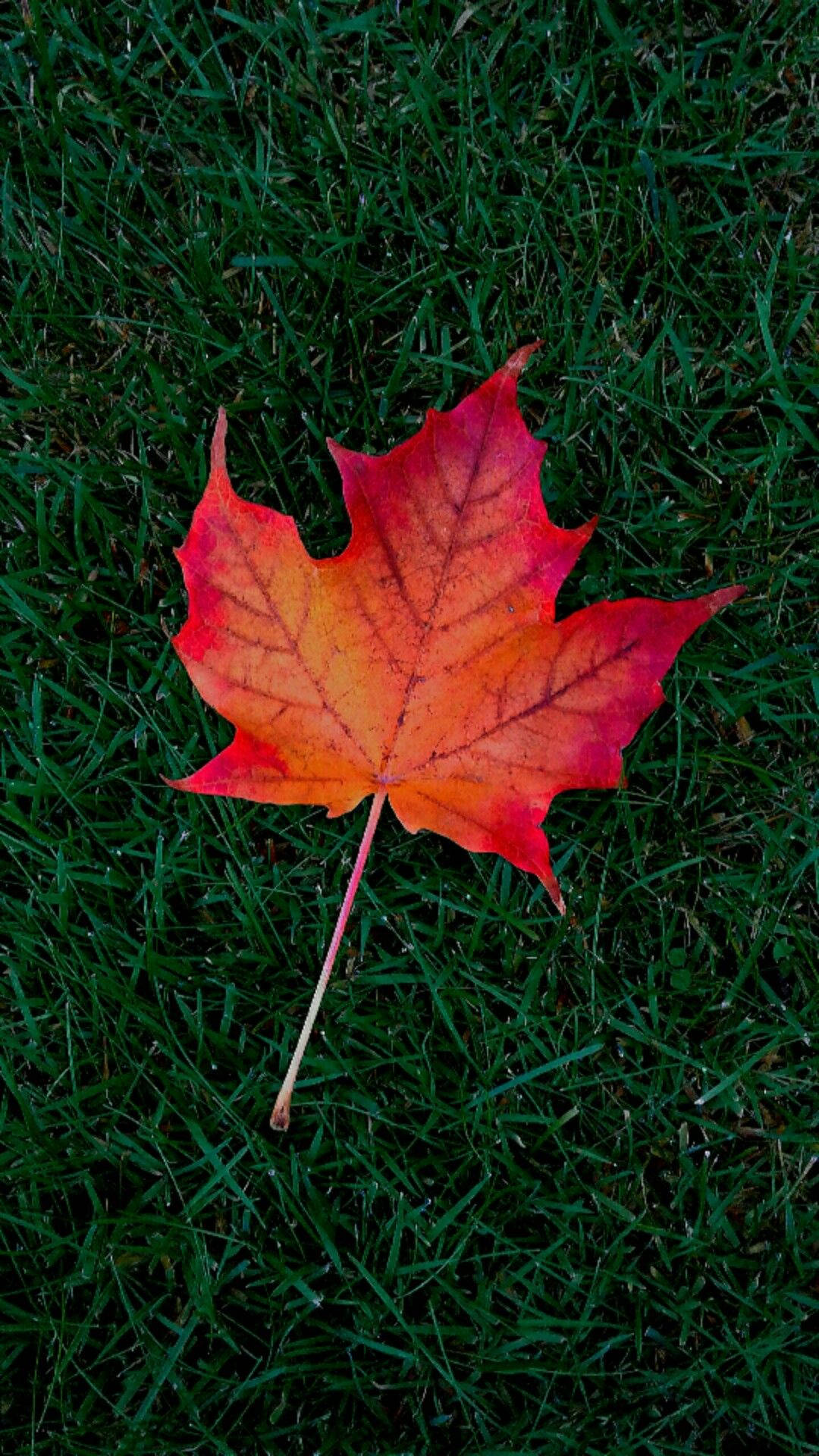 楓葉落草秋日 iPhone 壁紙 — 一片鮮豔的紅橙色楓葉躺在深綠色草地上。