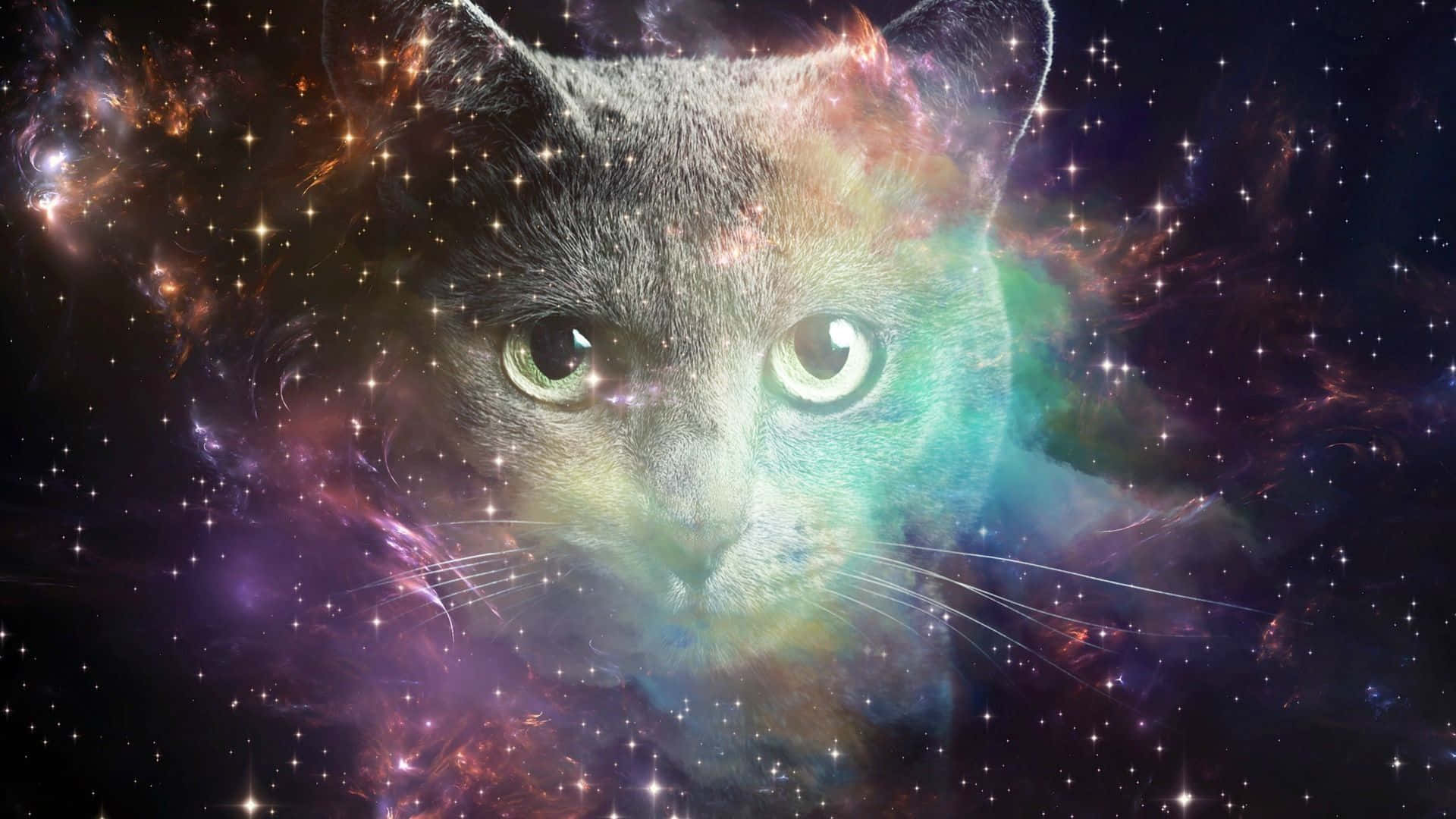 業餘天文愛好者觀賞太空貓咪 壁紙 — 一隻灰色貓咪的臉從充滿閃爍星星和旋轉紫色、橙色、藍綠色雲彩的鮮豔宇宙星雲中浮現。