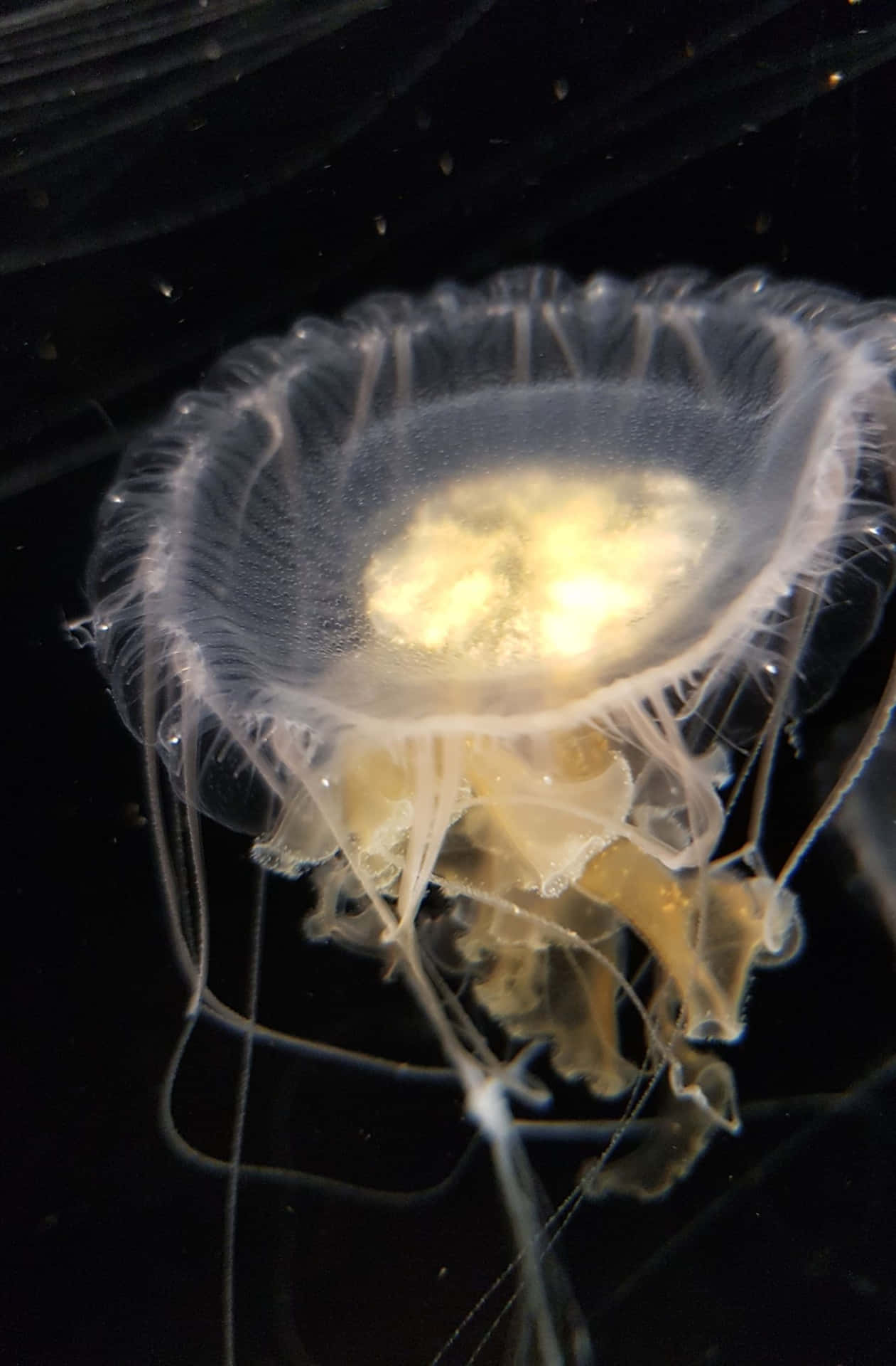 帶有精緻觸手的發光水母在黑暗的水中漂流。