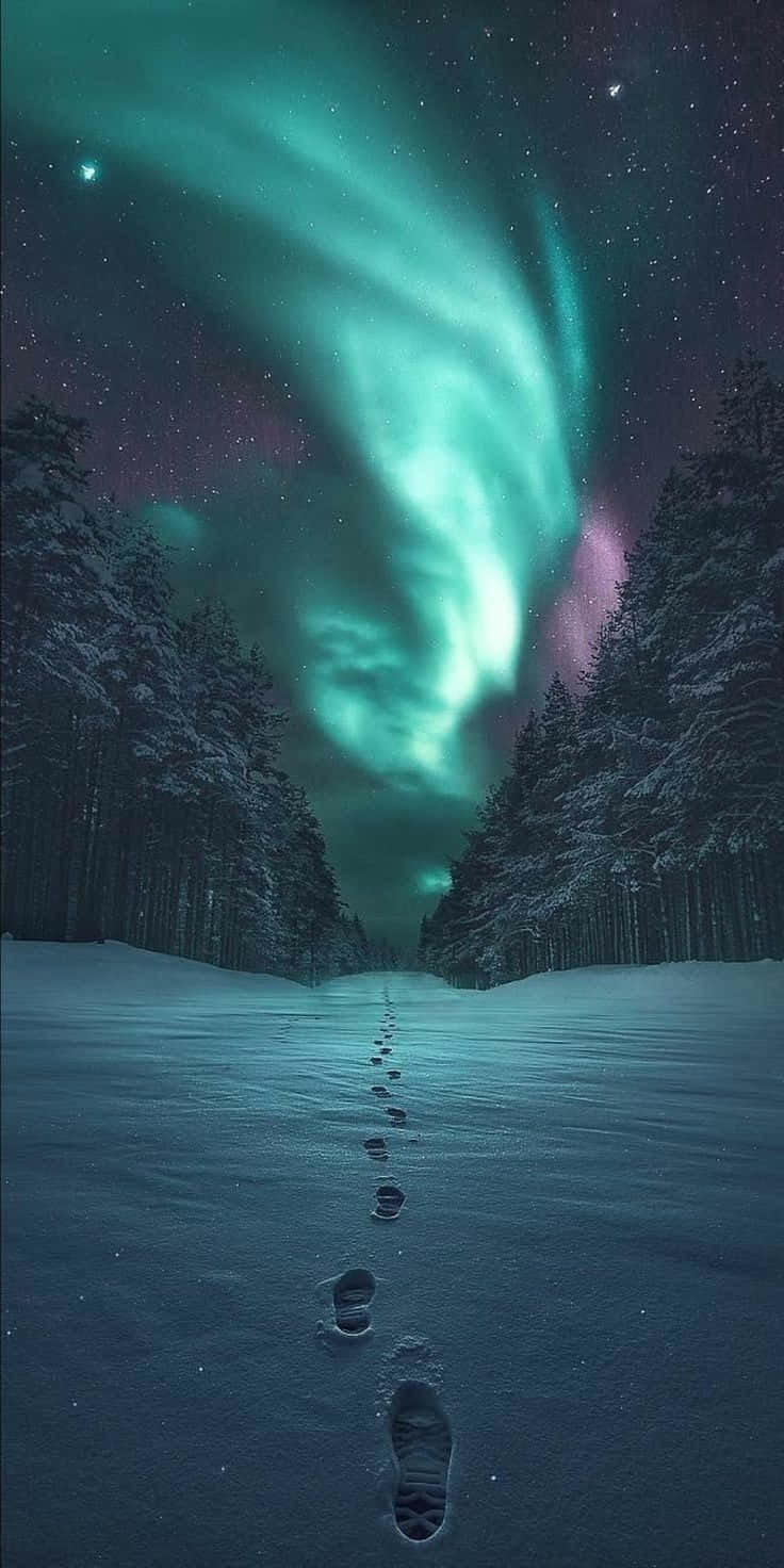 腳印在夜間穿過雪地森林，上方是發光的極光。