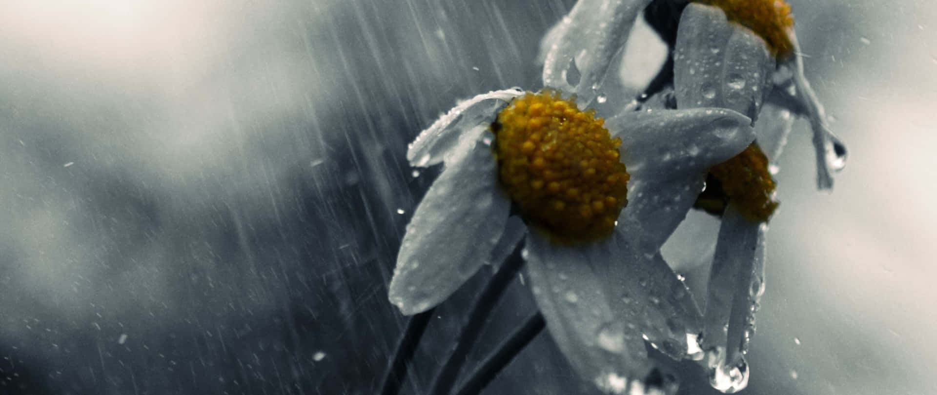 暴風雨天氣中被雨滴覆蓋的雛菊。