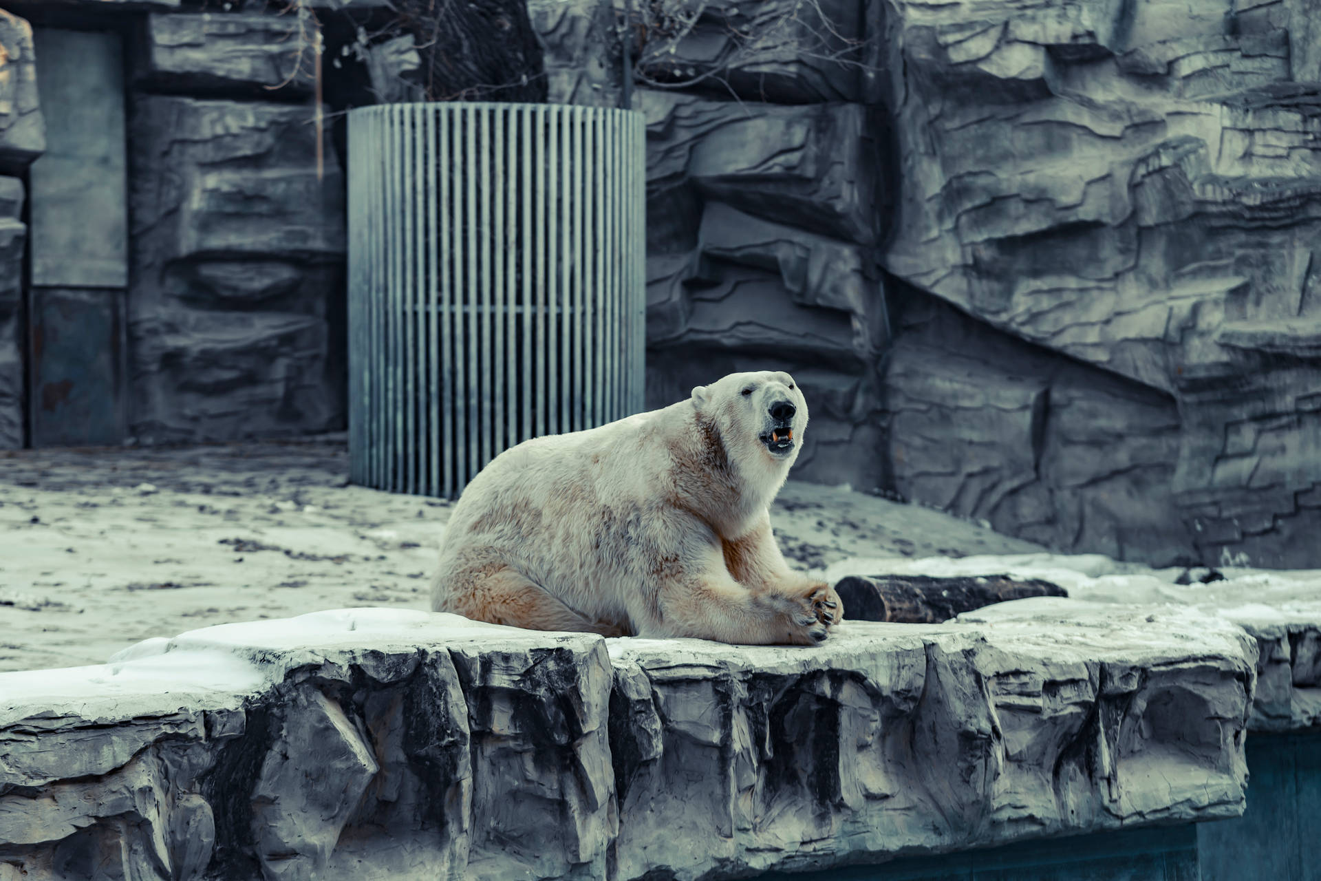 北極熊在動物園岩石架上咆哮，背景有雪和石頭。