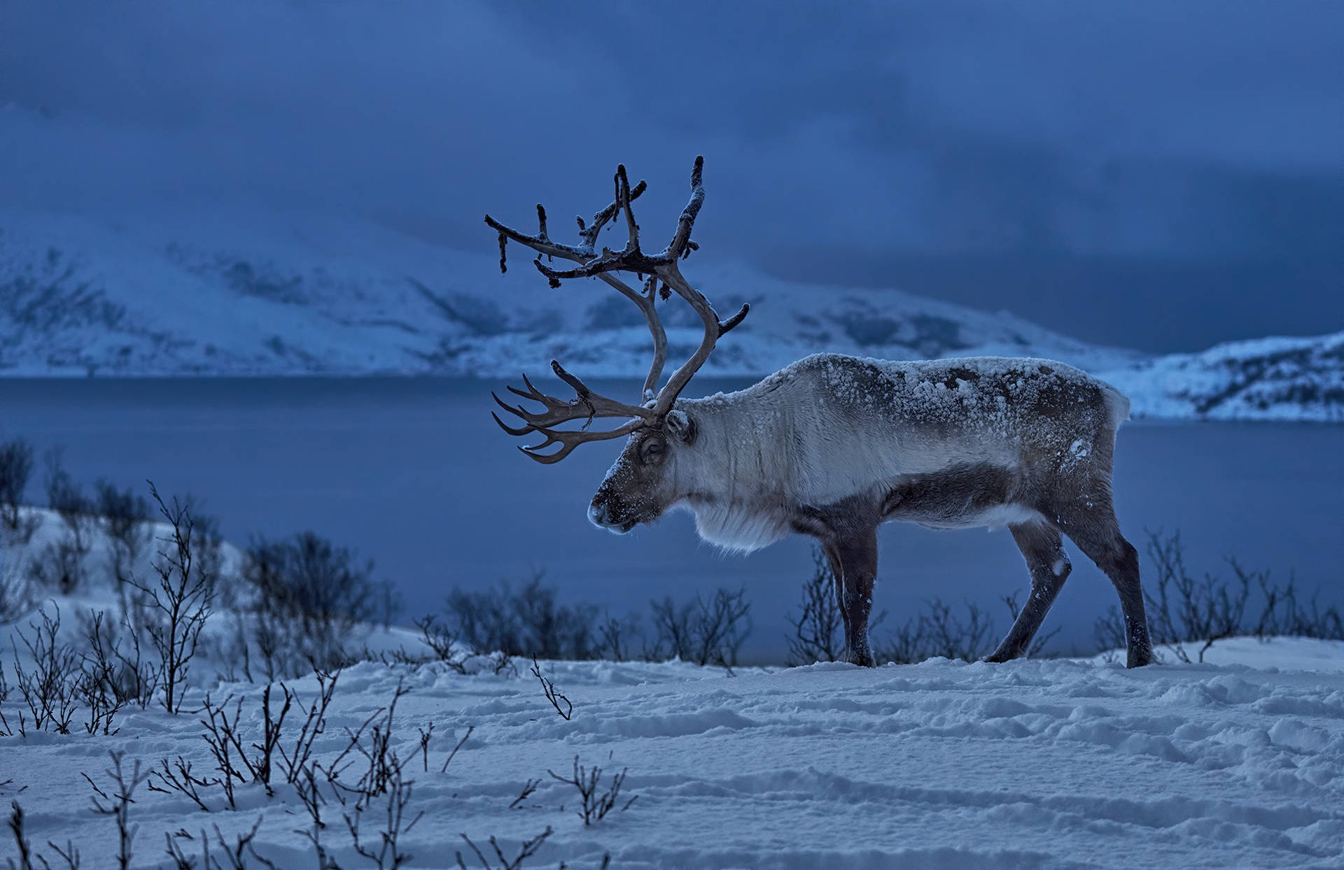 極地馴鹿動物 壁紙 — 一頭雄偉的馴鹿，鹿角上沾滿雪花，在暮色中佇立於冰凍的苔原上，以寧靜的藍色湖泊和積雪的山峰為背景，形成剪影。