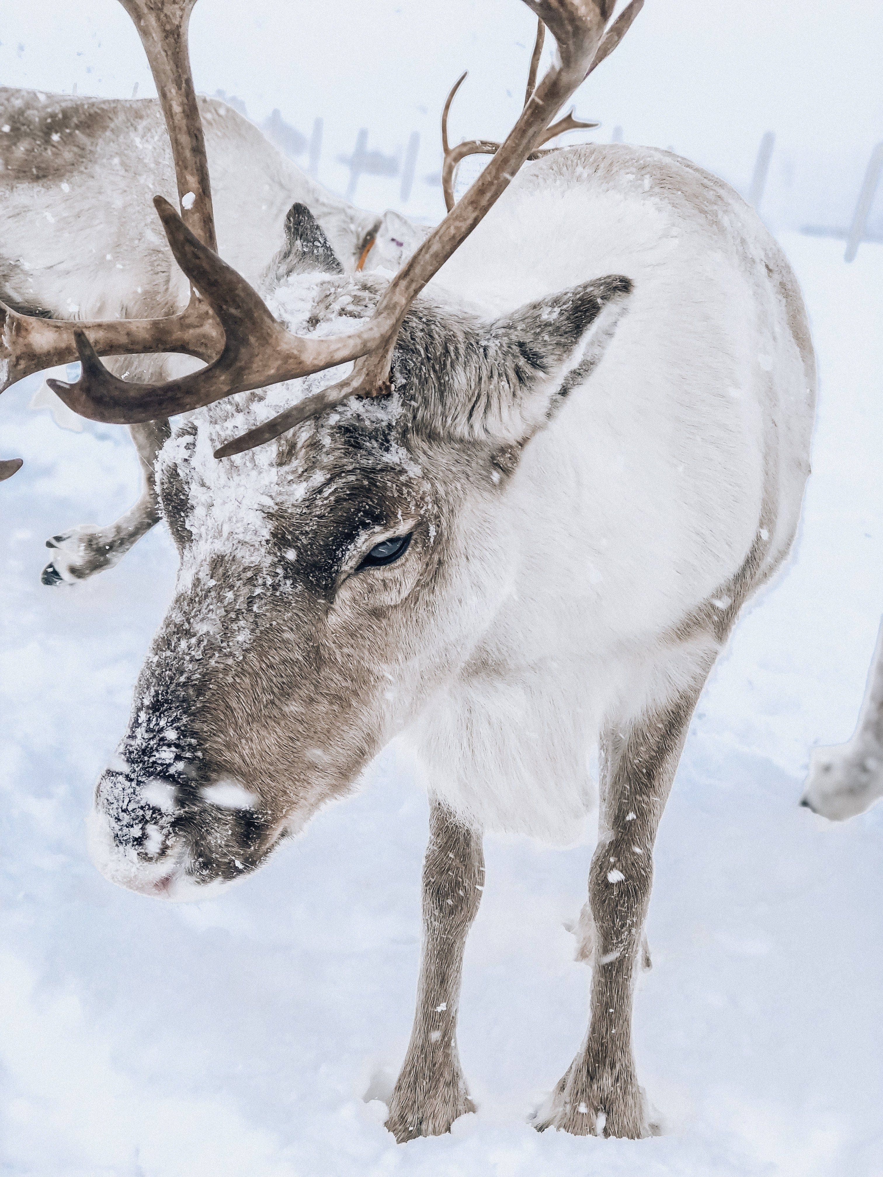 極地馴鹿特寫 壁紙 — 一隻被雪覆蓋、長著大角的馴鹿的近距離特寫，牠站在冬季景觀中，雪花輕輕飄落在周圍。