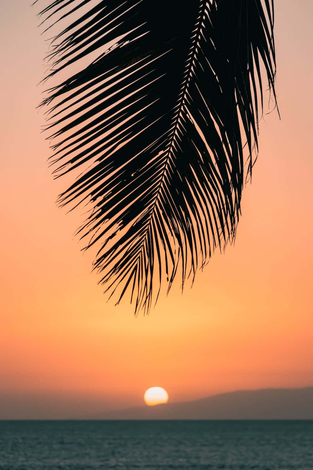 極簡主義夏威夷日落椰樹風景 壁紙 — 棕櫚葉的剪影框住了平靜海面上閃耀的日落，遠方有山丘。