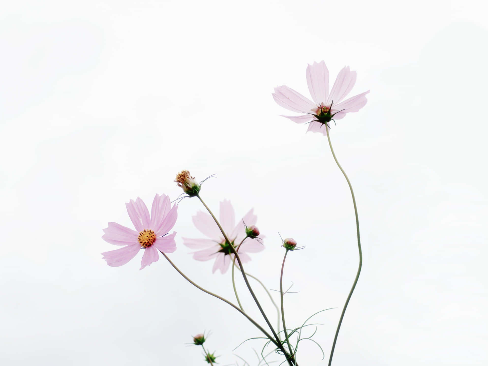 粉紅色波斯菊，細長莖，柔和的白色天空。