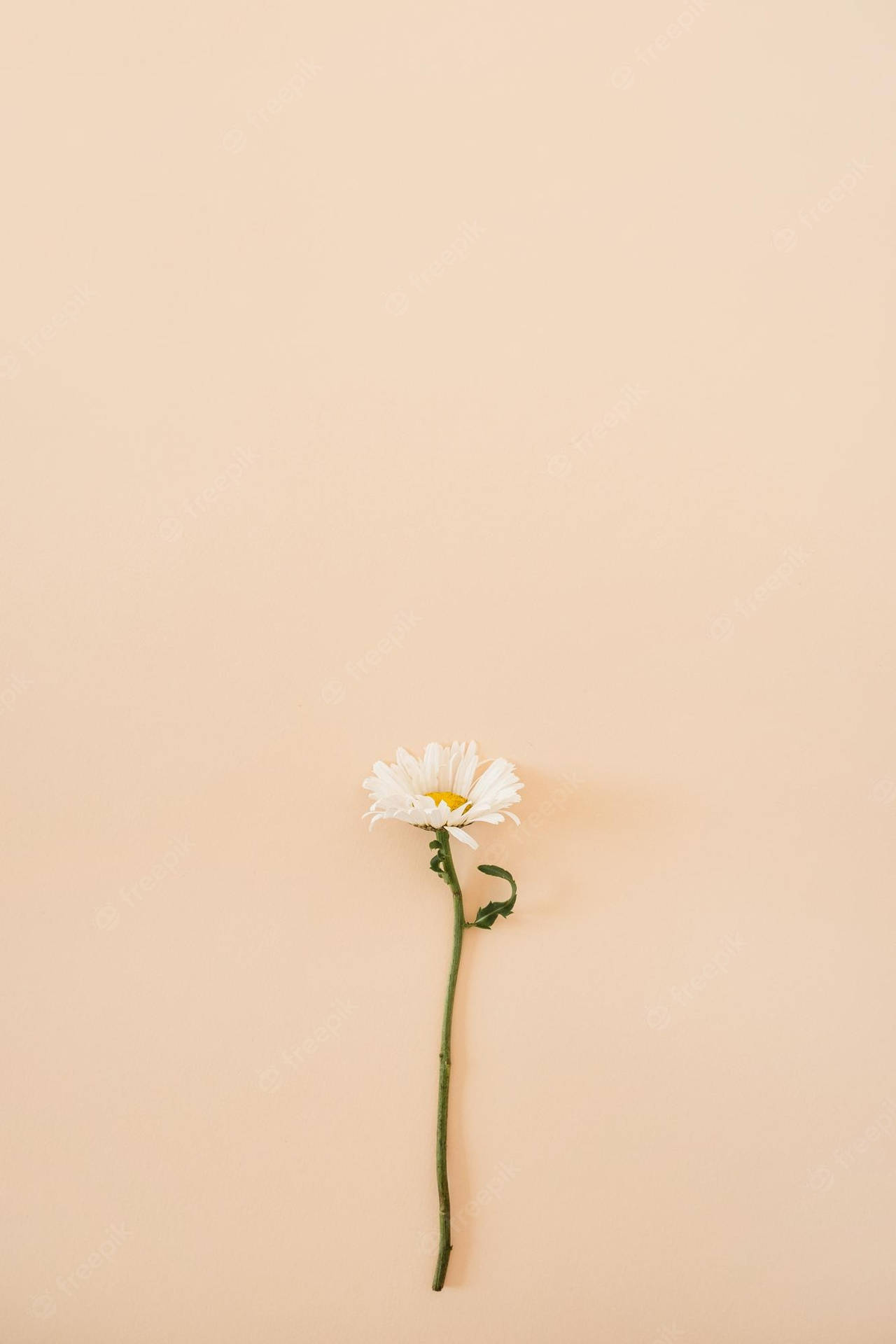 一朵白色雛菊，綠色莖，放在桃色背景上。