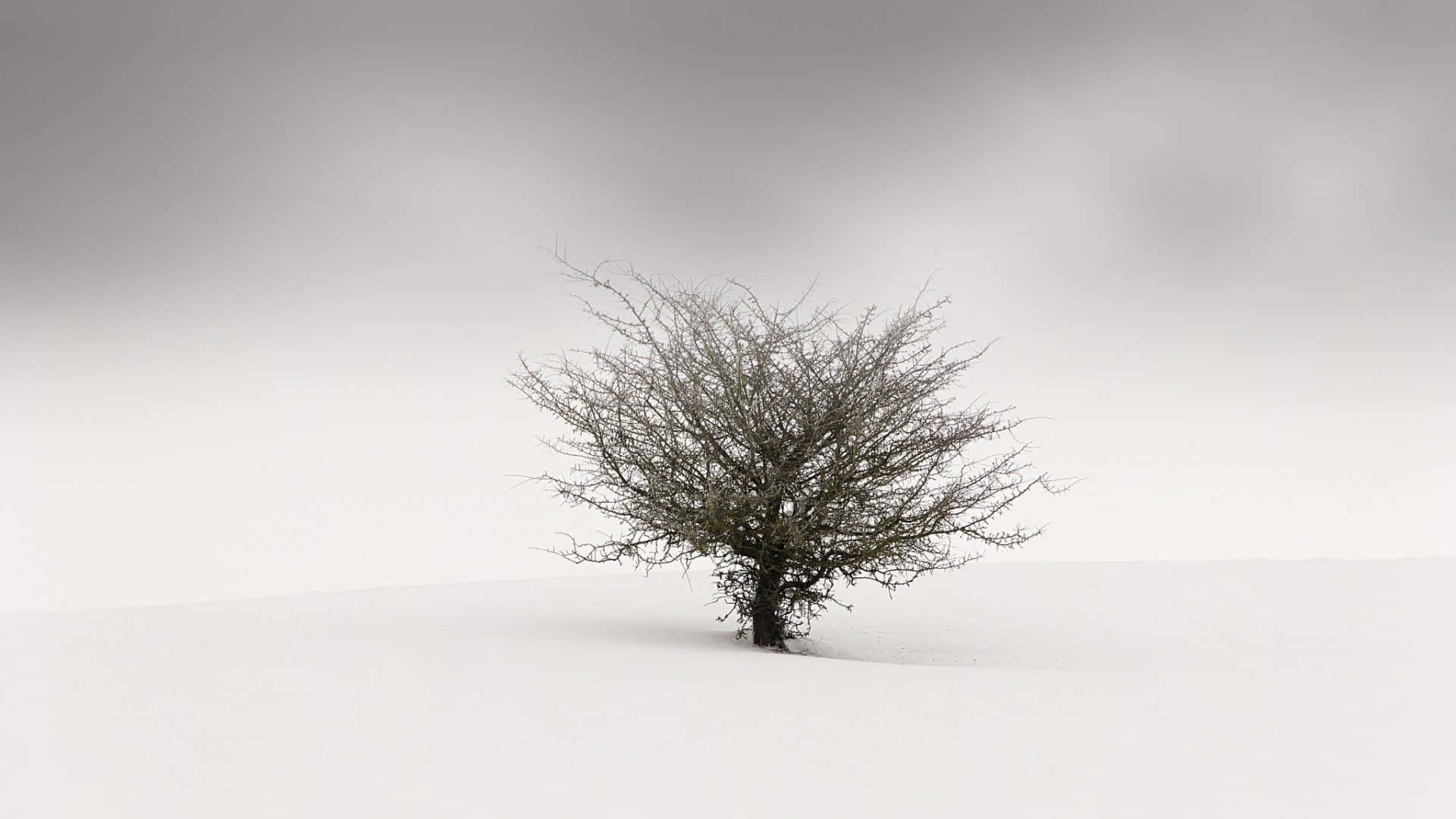 陰天之下，深雪中一棵無葉的樹。