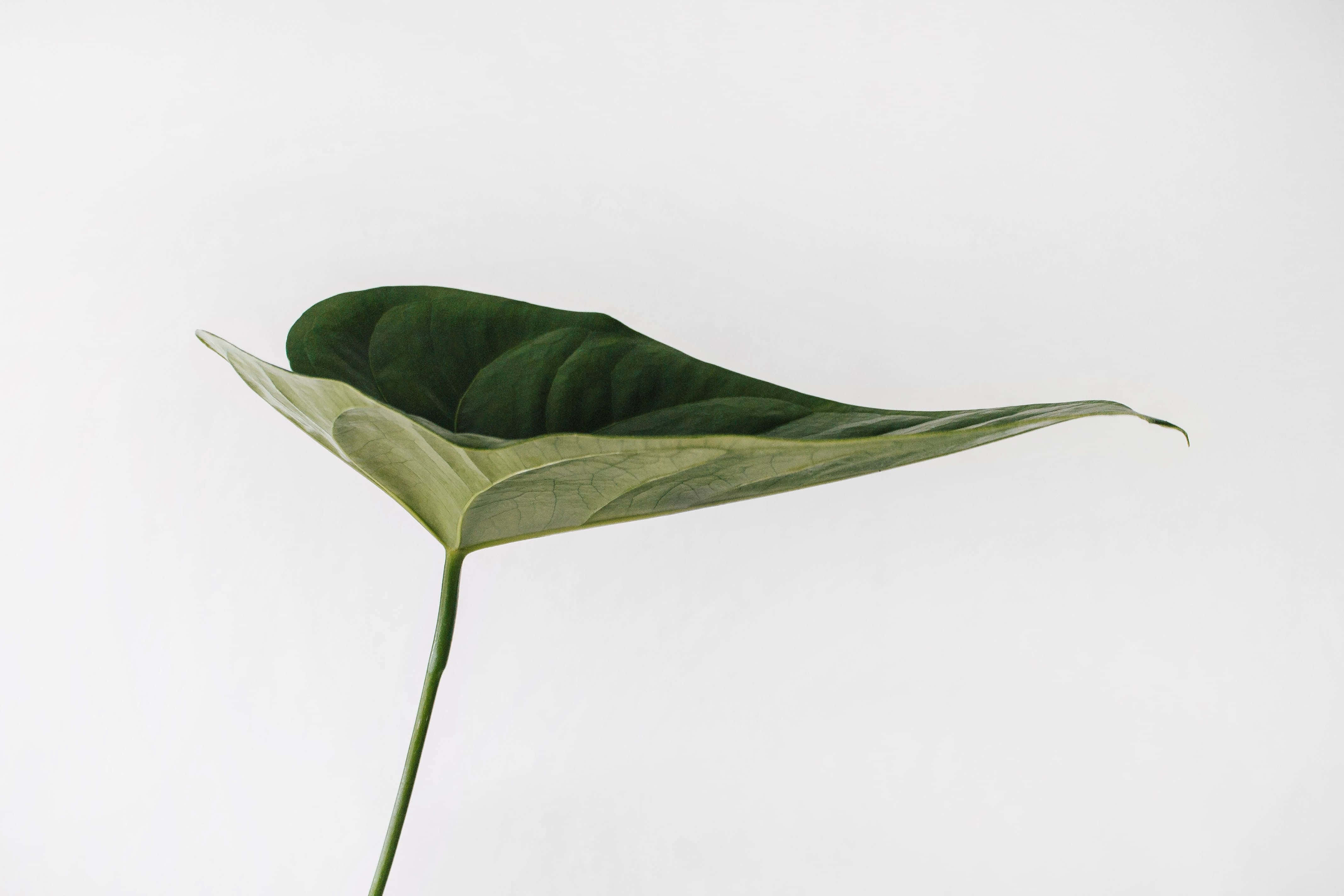 極簡植物桌面 壁紙 — 一片深綠色葉子，葉脈清晰可見，在純白背景上優雅地伸展。