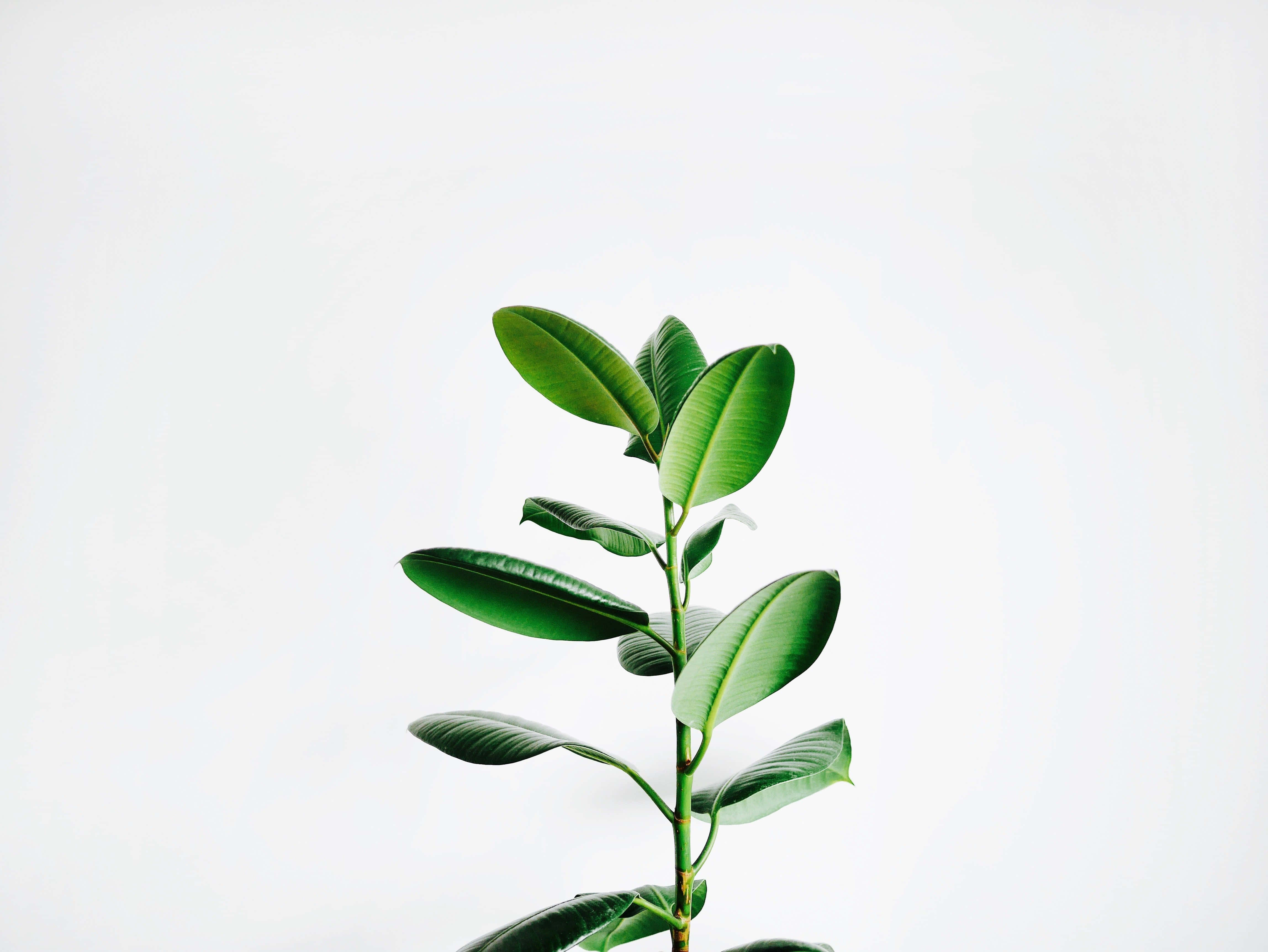 極簡植物桌面橡膠樹 壁紙 — 一條充滿活力的綠色橡膠植物莖，帶有光澤的葉子，在潔白的背景上豎立。