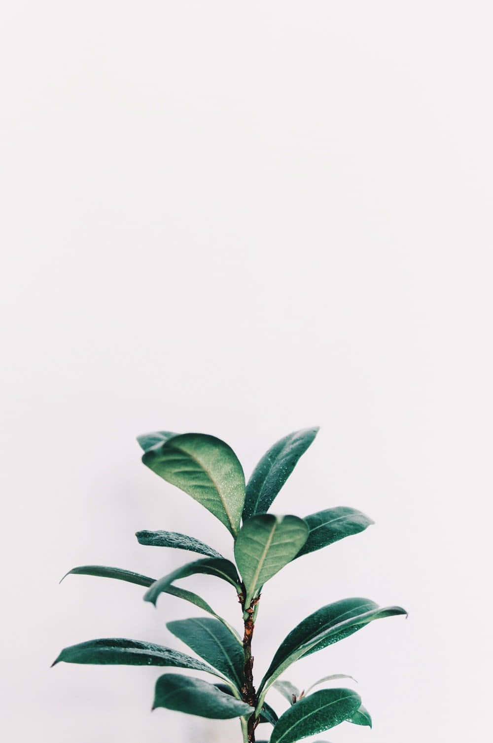 白色背景上的綠色葉子植物