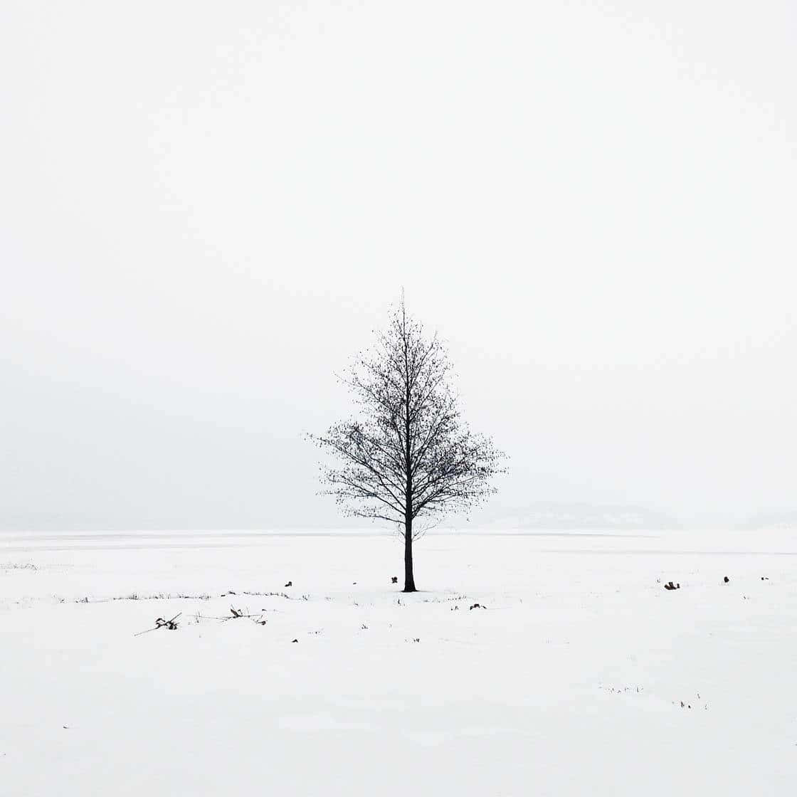 灰色天空下，雪地中一棵無葉的樹。