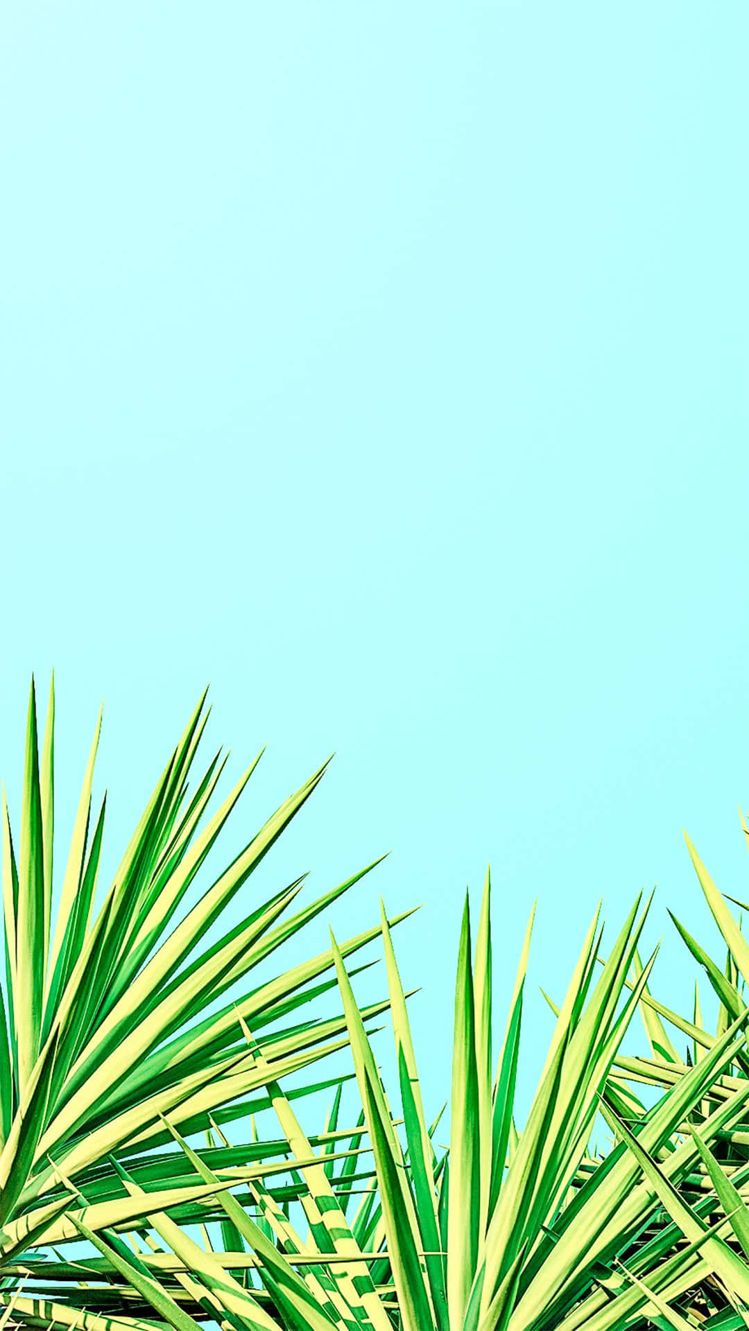 極簡風格的可愛青綠色iPhone夏日尖刺植物 壁紙 — 充滿活力的綠色尖刺棕櫚葉在清澈的淺藍色天空下框住底部。