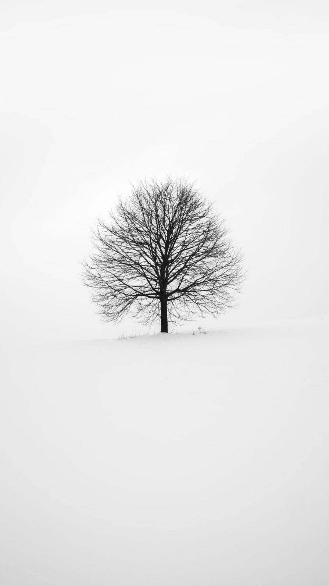 灰色天空下雪地中的一棵無葉樹