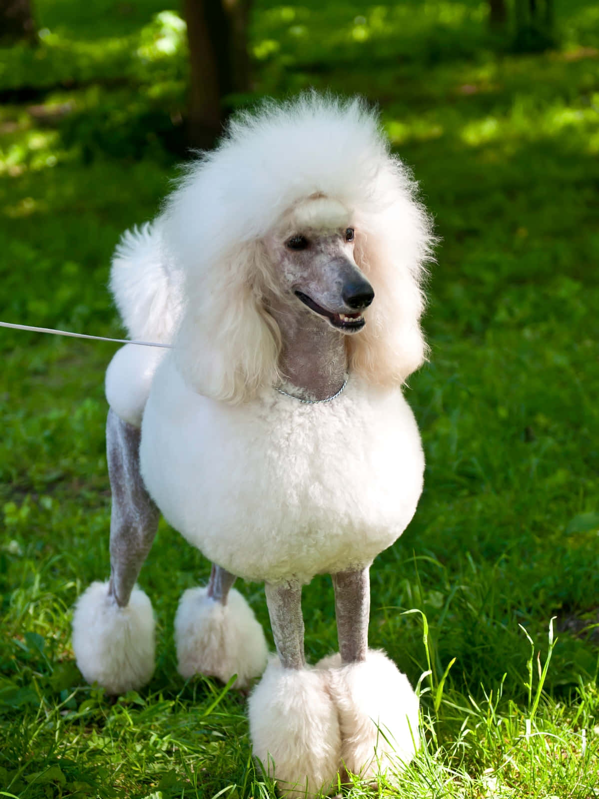 標準貴賓犬品種圖片 壁紙 — 一隻毛茸茸的白色貴賓犬驕傲地站在陽光普照的草地上，身後樹木投下斑駁的陰影。