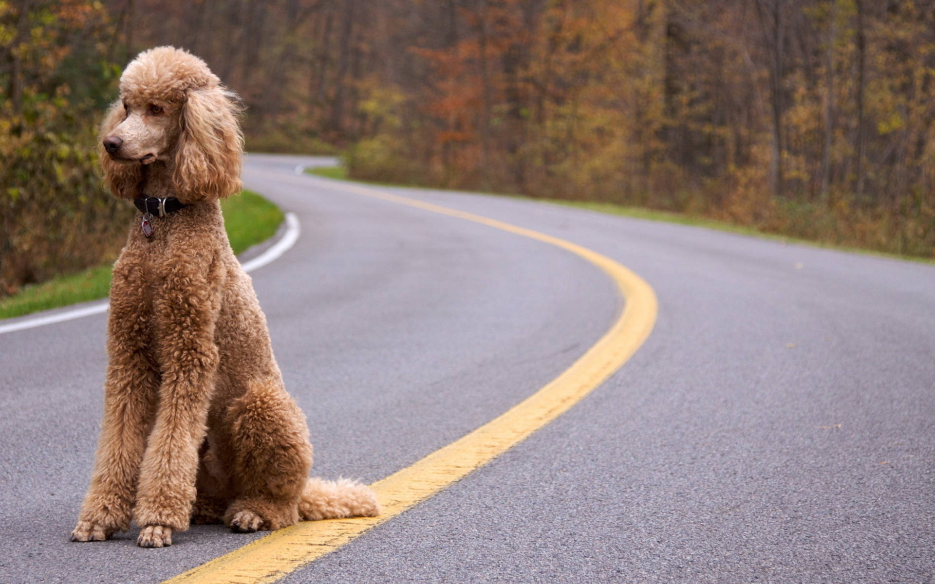 標準貴賓犬坐於高速公路 壁紙 — 一隻毛茸茸的棕色貴賓犬專注地坐在一條蜿蜒的秋日道路上，兩旁是色彩繽紛的樹木。