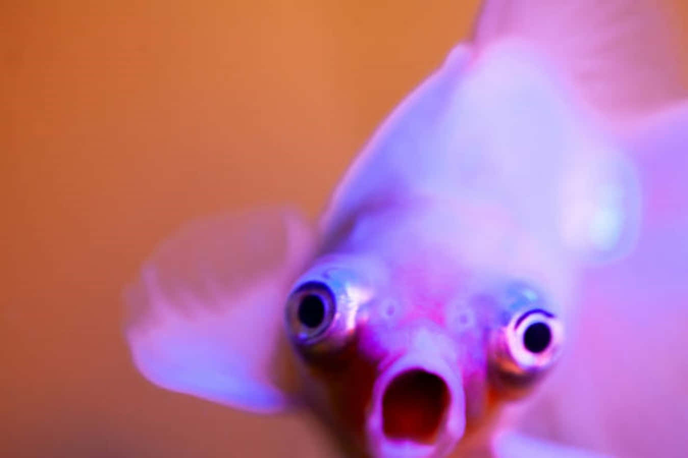 標語：一條充滿驚喜的魚！ 壁紙 — 金魚的特寫，眼睛睜大，嘴巴張開，在紫色和橙色燈光下發光。