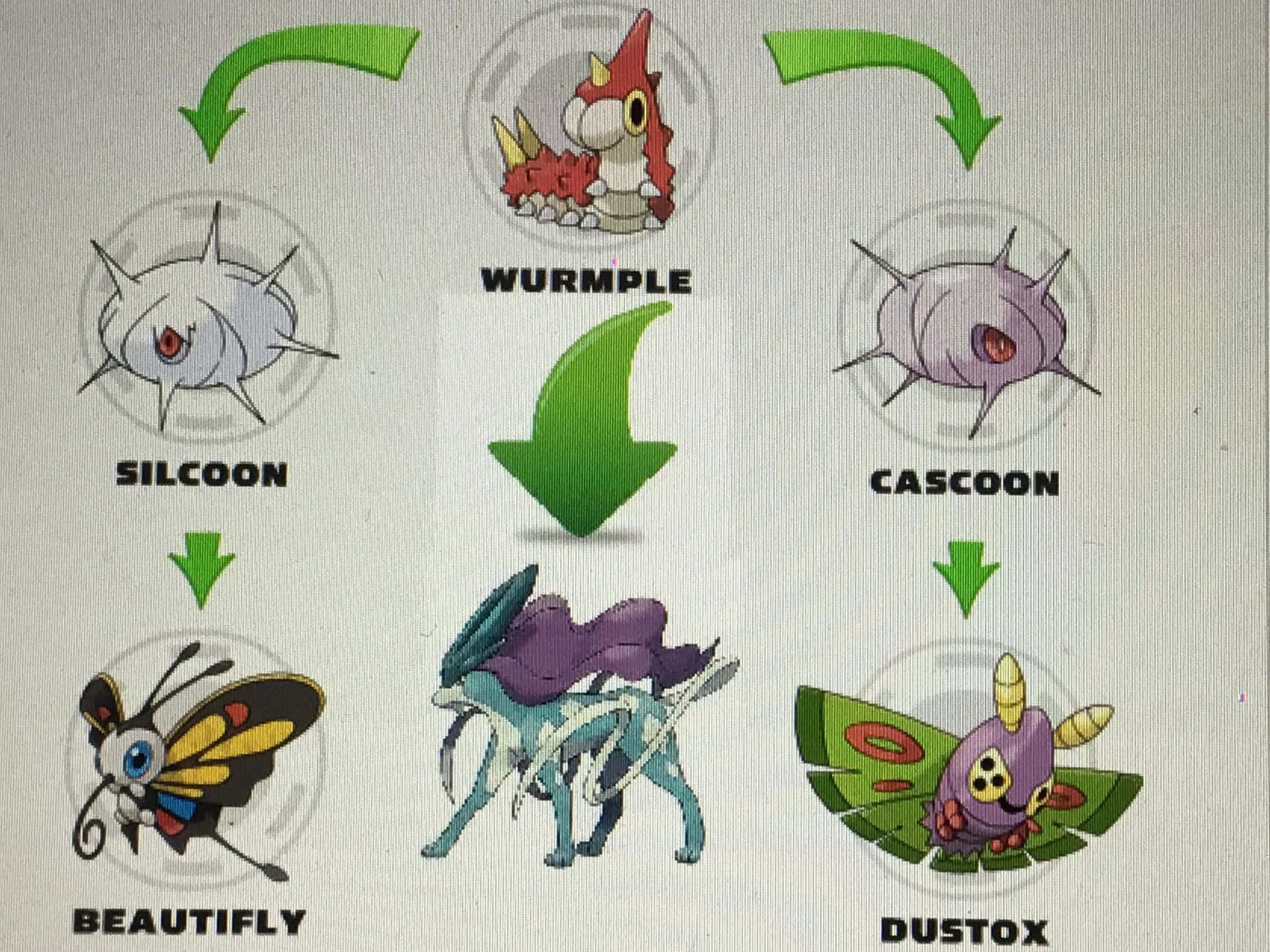 標題：Wurmple進化為Silcoon——令人著迷的寶可夢轉變 壁紙 — 一個圖表顯示寶可夢刺尾蟲進化鏈，循環變成甲殼繭、盾甲繭、狩獵鳳蝶、毒粉蛾，然後再次變成刺尾蟲。