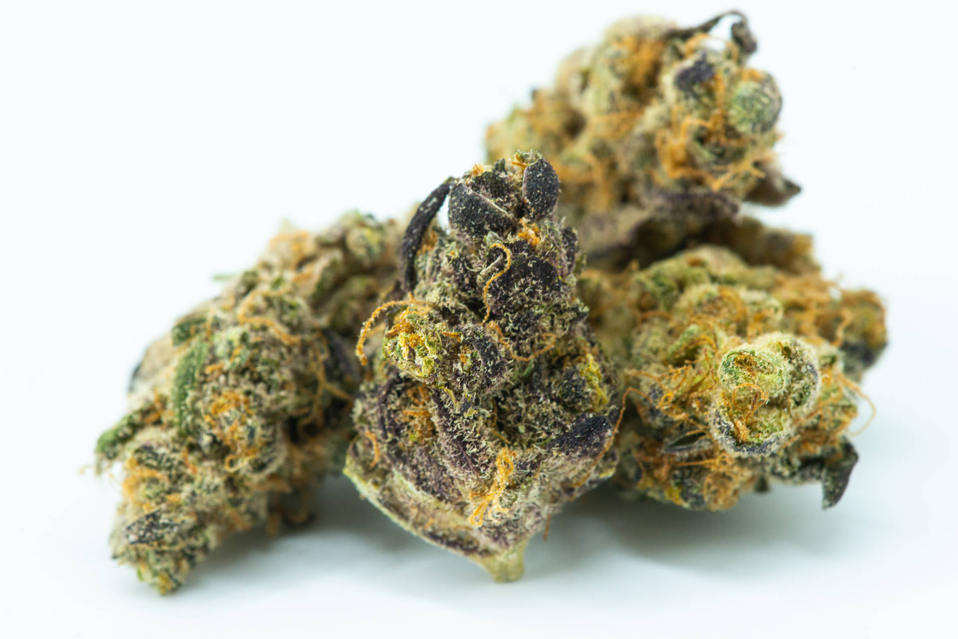 一堆乾燥的大麻花蕾，帶有綠色、紫色和橙色色調，背景為白色。