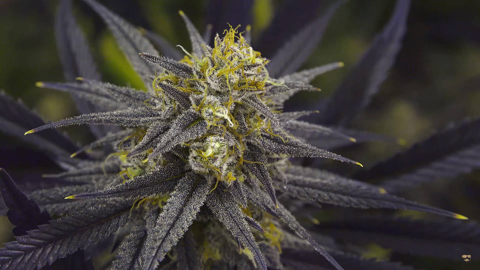 大麻 桌布 壁紙 — 模糊樹葉背景下，深紫色大麻花蕾的特寫，帶有霜狀毛狀體和充滿活力的黃色雌蕊。