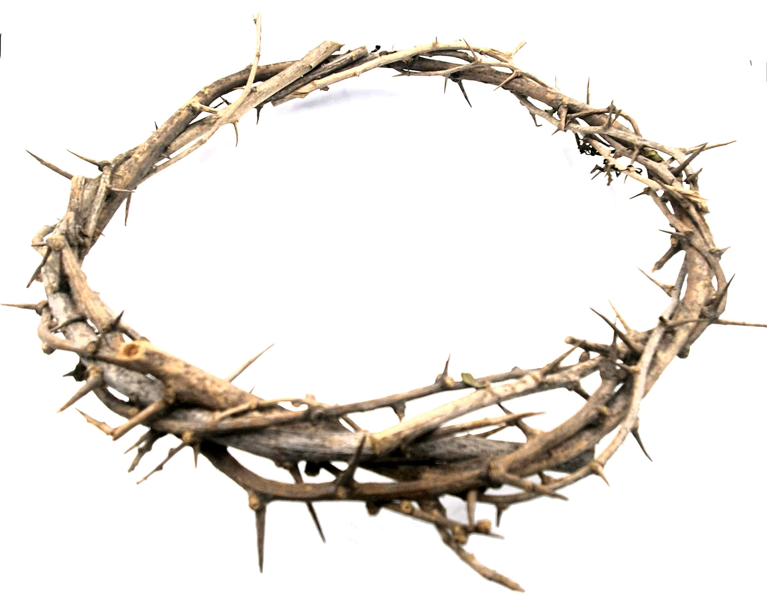 Jesus Crown Of Thorns 桌布 壁紙 — 樸實的荊棘冠冕，帶有尖銳的刺和風化的樹枝，襯以純白背景。