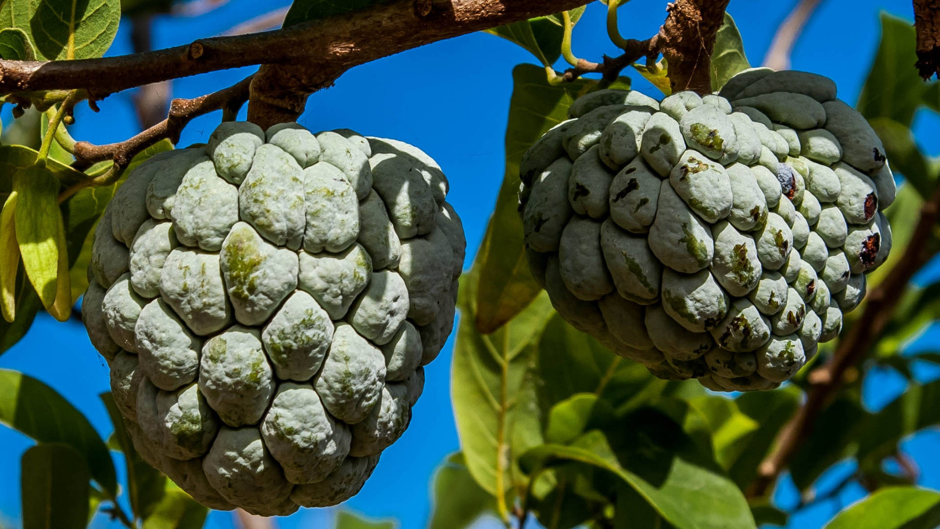 樹上兩顆糖蘋果 壁紙 — 兩個成熟的牛心果掛在樹枝上，襯著明亮的藍天和綠葉。