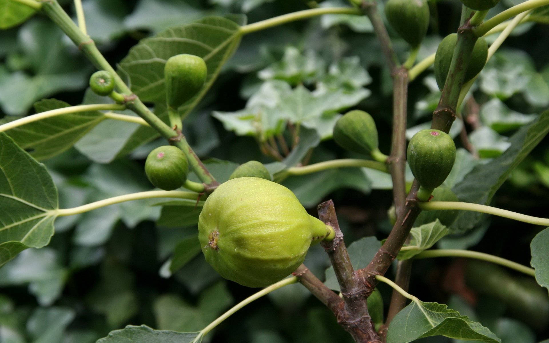 綠色無花果在樹枝上與葉子一起生長